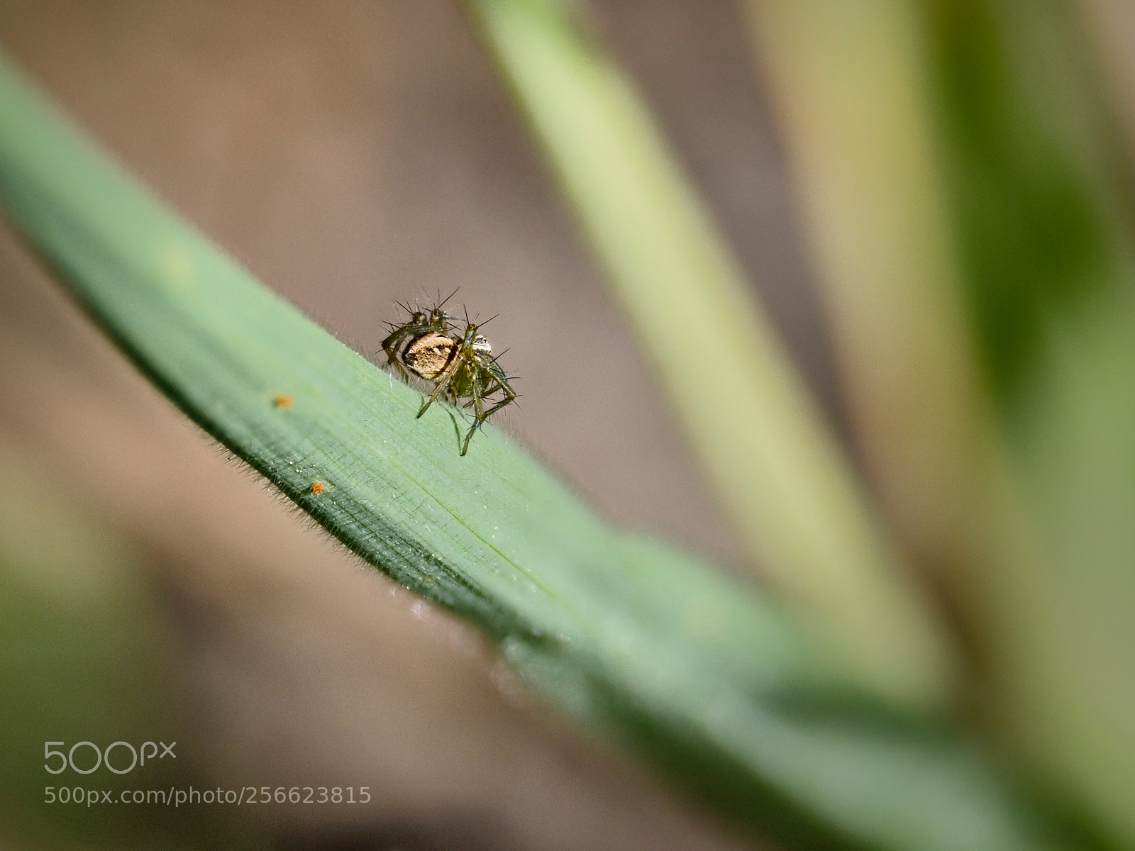 Olympus OM-D E-M1 Mark II sample photo. Spider photography
