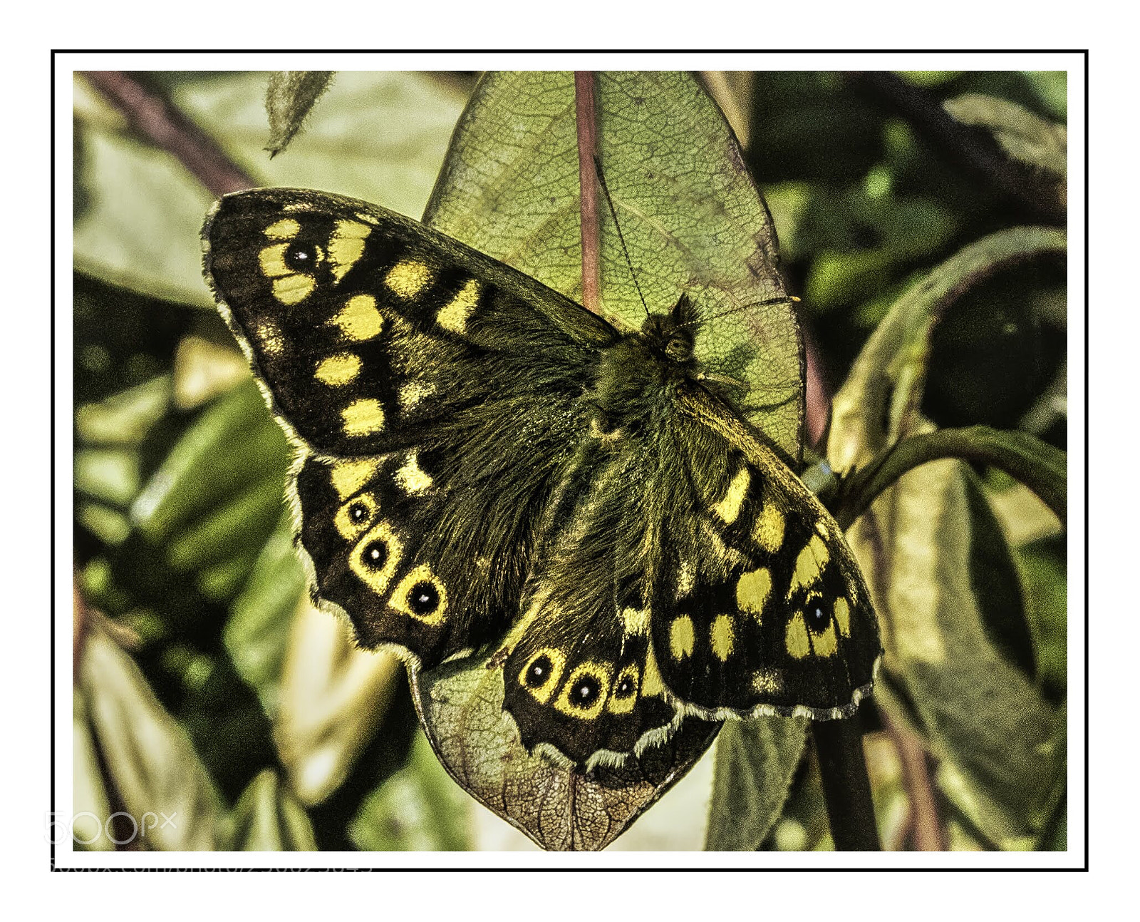 Olympus OM-D E-M5 II sample photo. Speckledwood butterfly photography