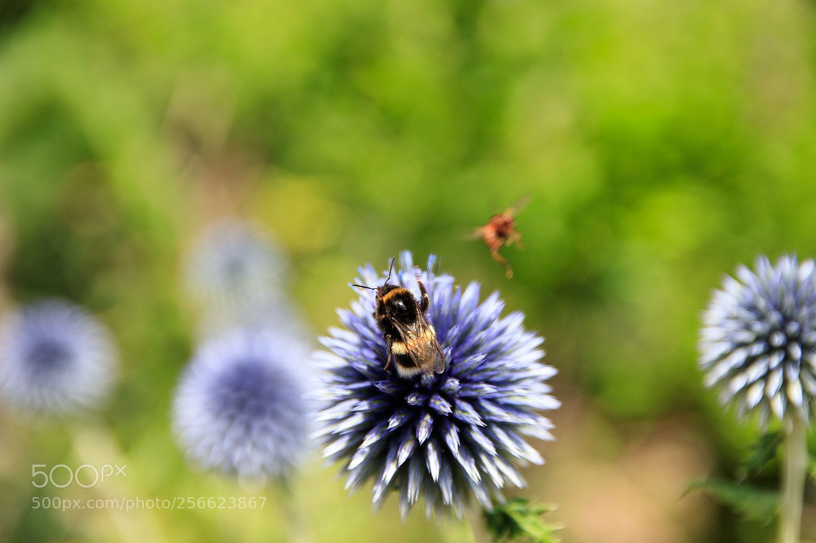 Canon EOS 80D sample photo. Echinops and bumblebee photography
