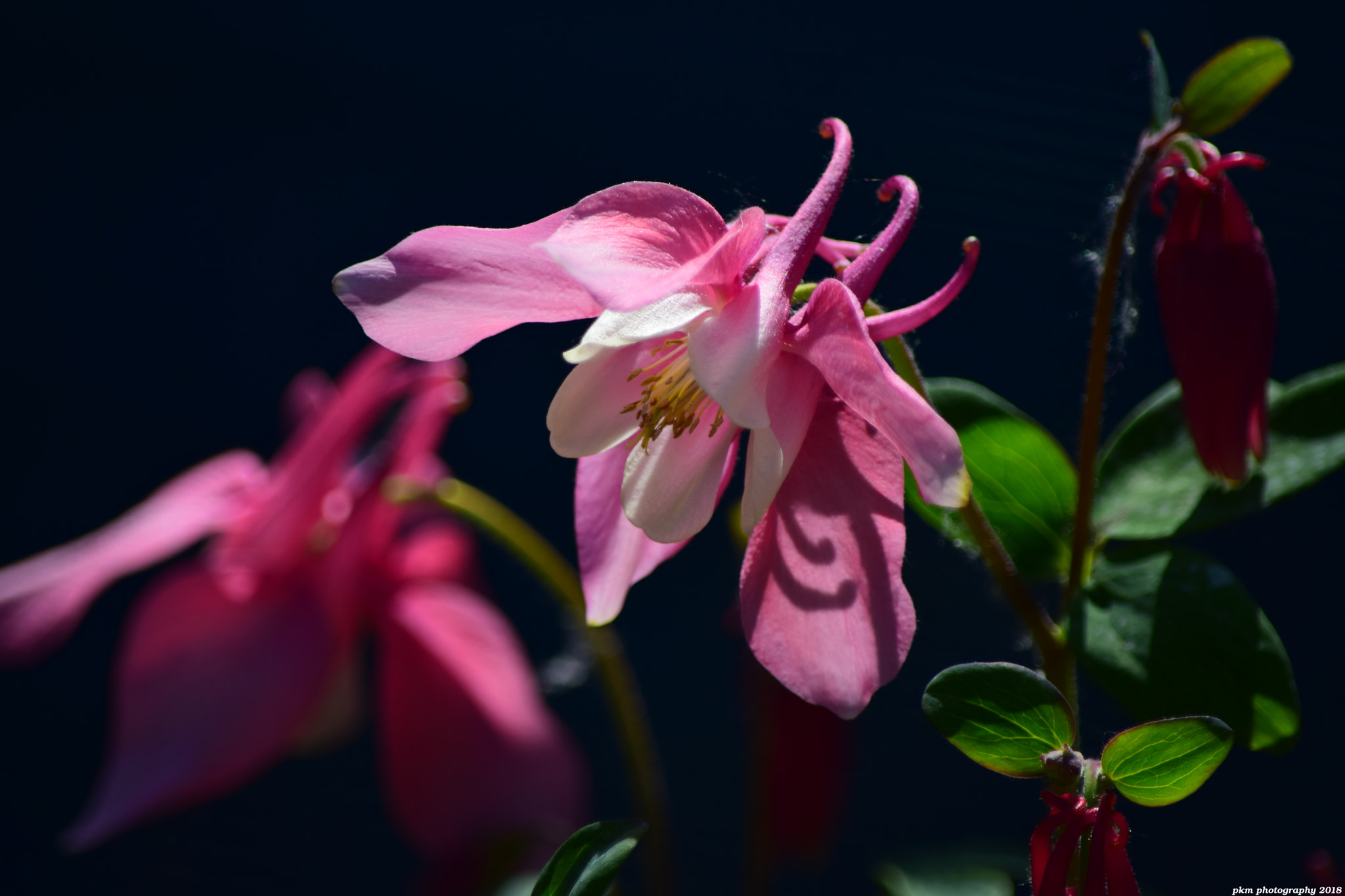 Nikon D3300 sample photo. Pink aquilegia photography