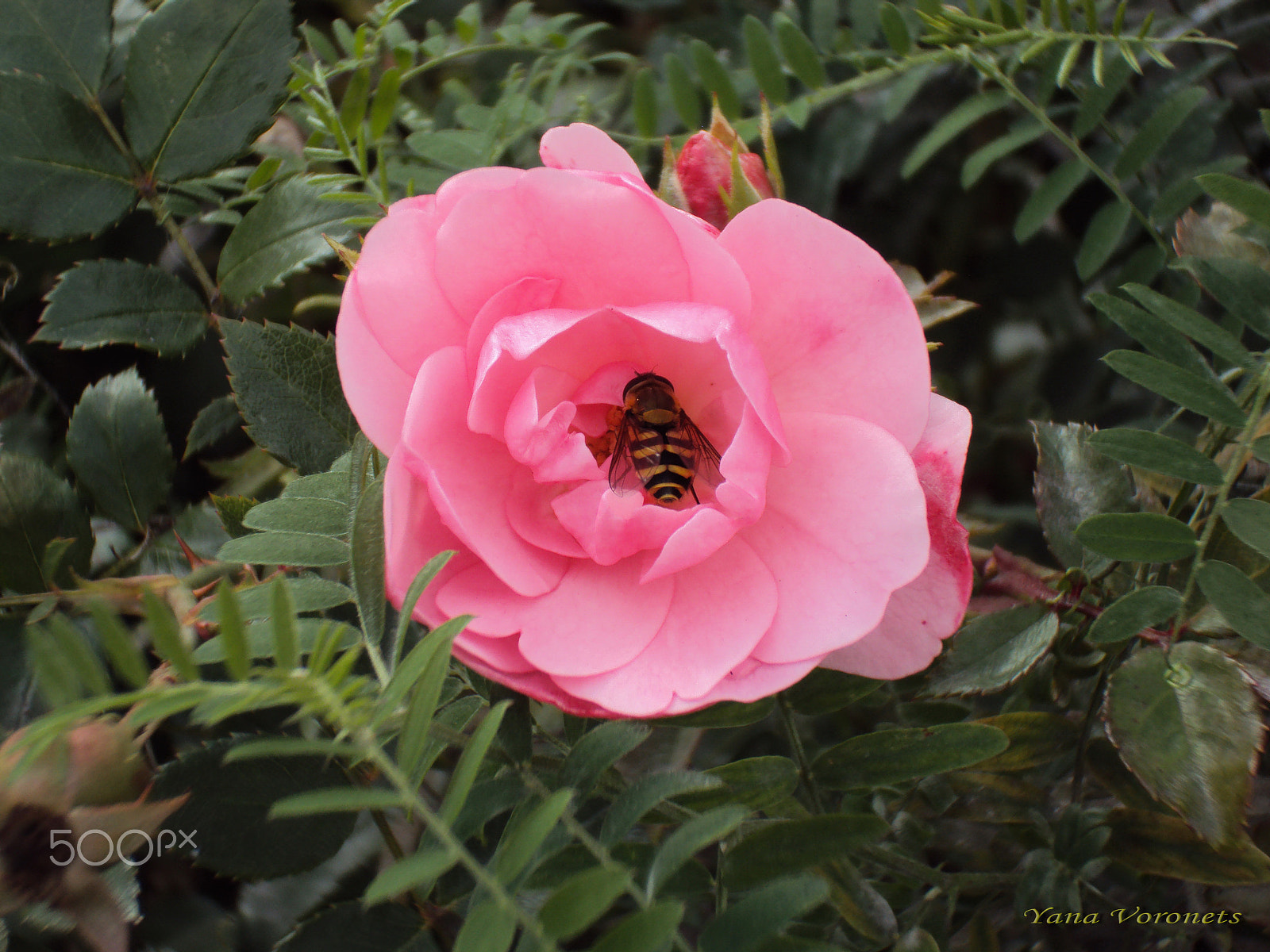 Sony DSC-W190 sample photo. Rose and the fly photography