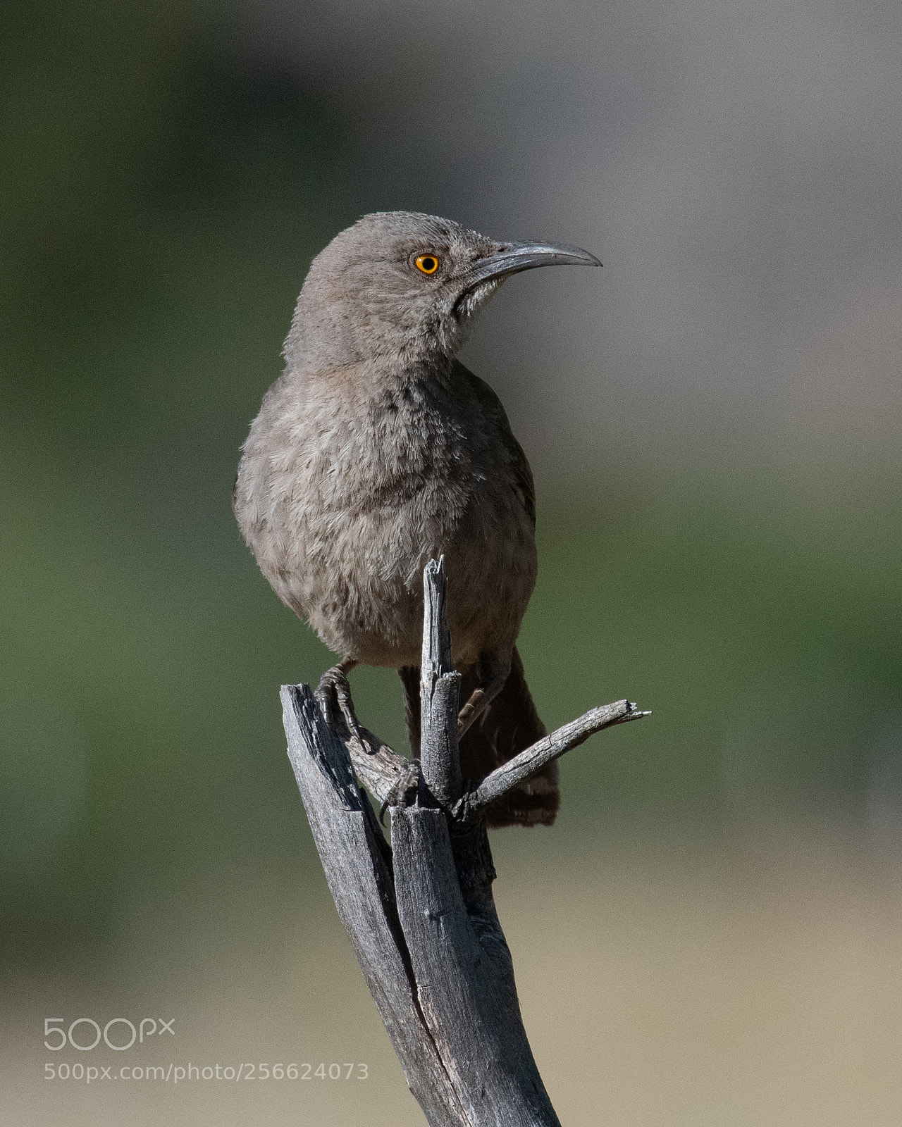 Nikon D850 sample photo. Mostly grey photography