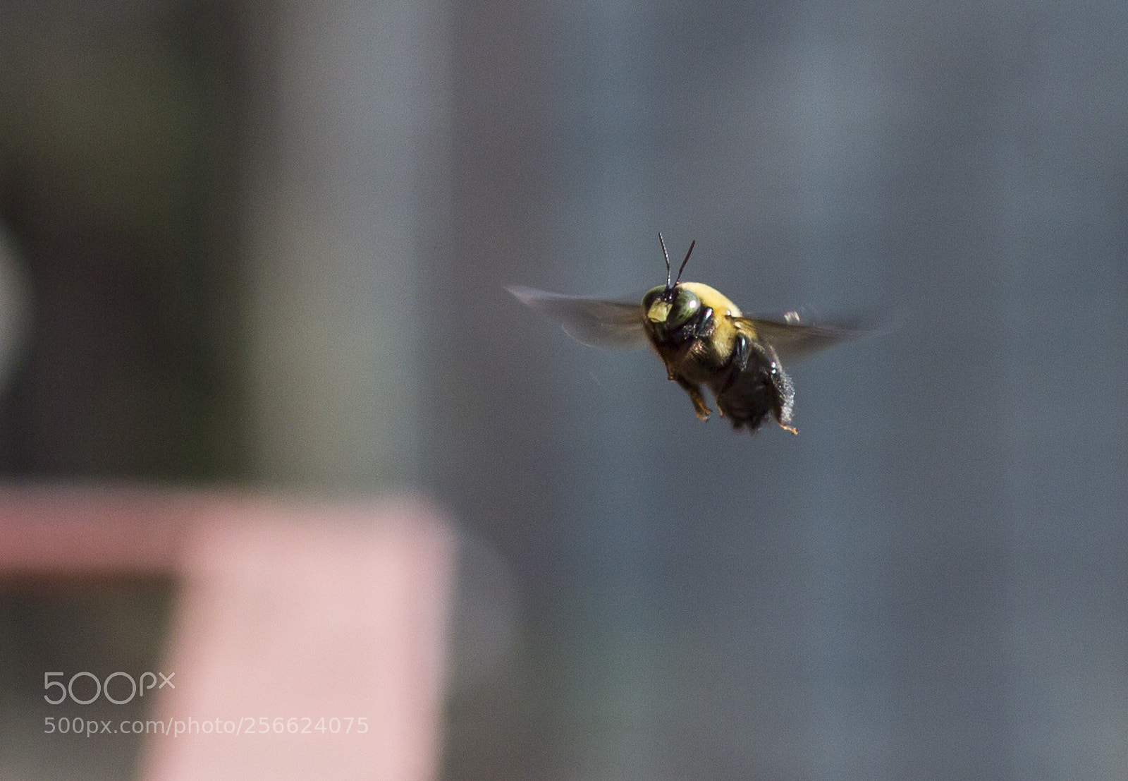 Canon EOS 600D (Rebel EOS T3i / EOS Kiss X5) sample photo. Bee front photography