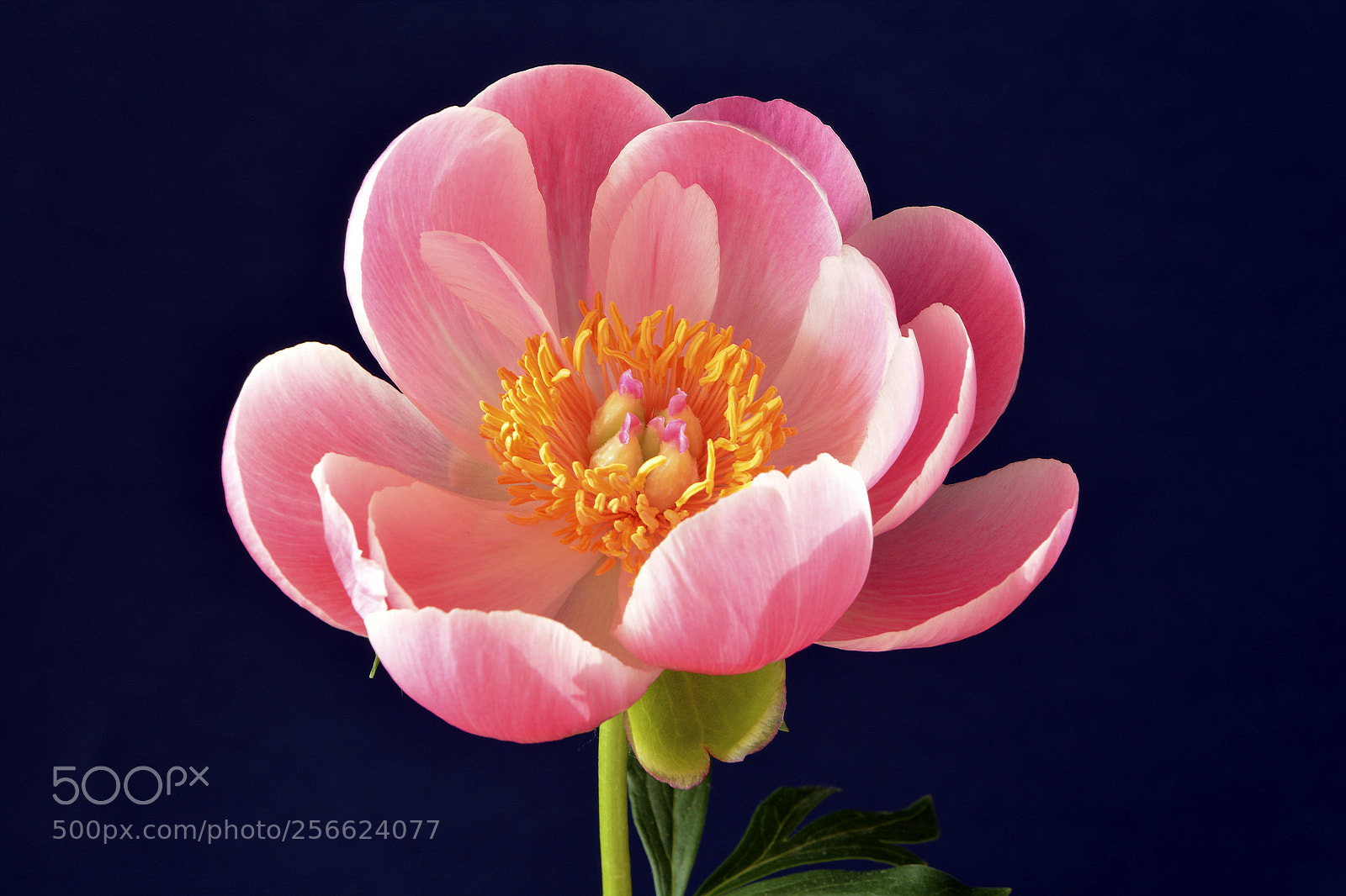 Nikon D5200 sample photo. Peonia photography