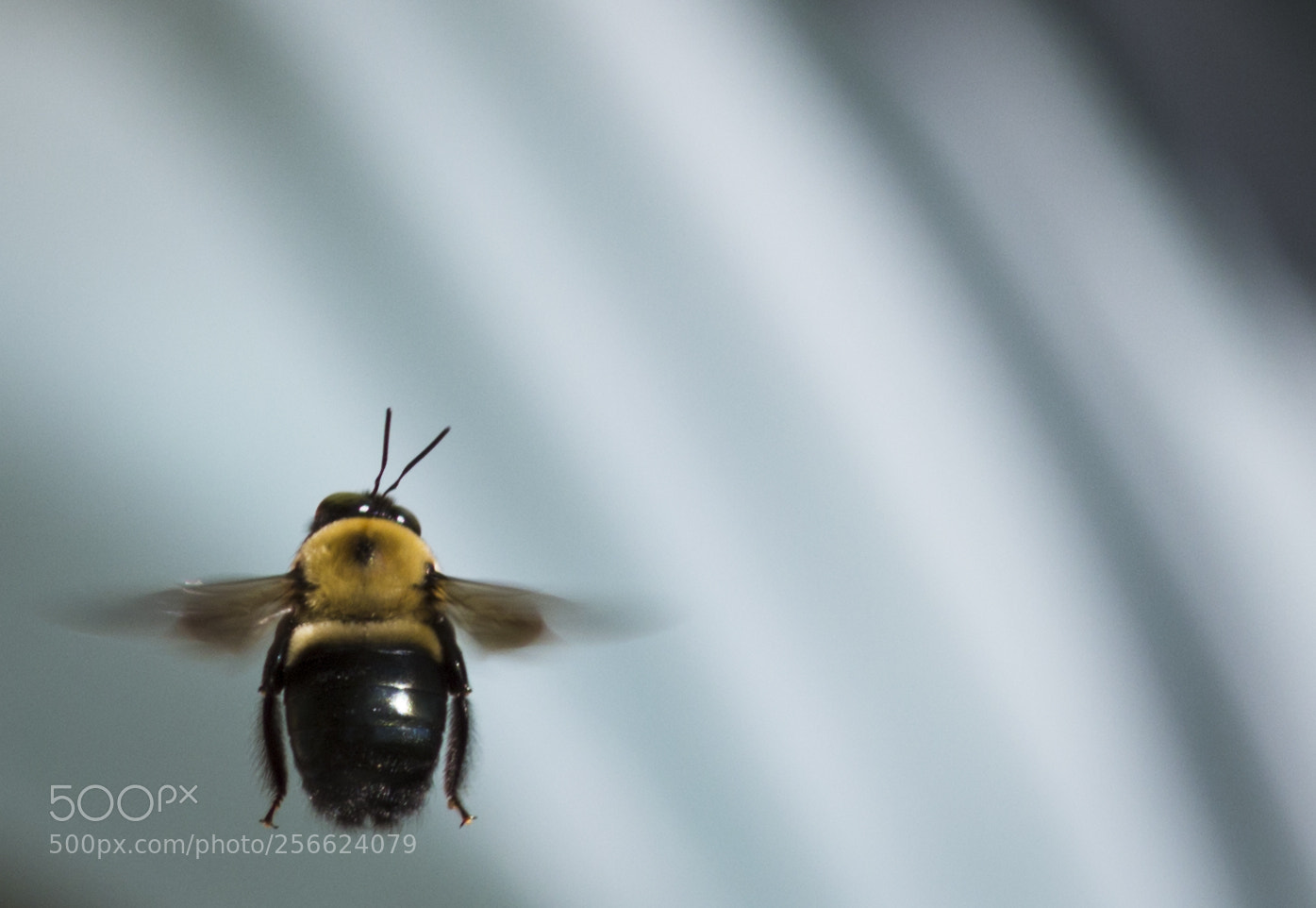 Canon EOS 600D (Rebel EOS T3i / EOS Kiss X5) sample photo. Bee blue photography