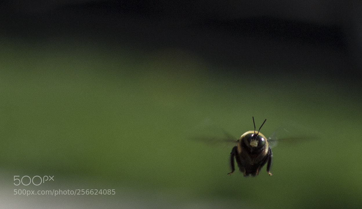 Canon EOS 600D (Rebel EOS T3i / EOS Kiss X5) sample photo. Bee green photography