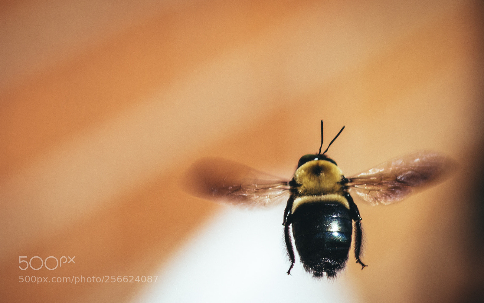 Canon EOS 600D (Rebel EOS T3i / EOS Kiss X5) sample photo. Bee orange photography