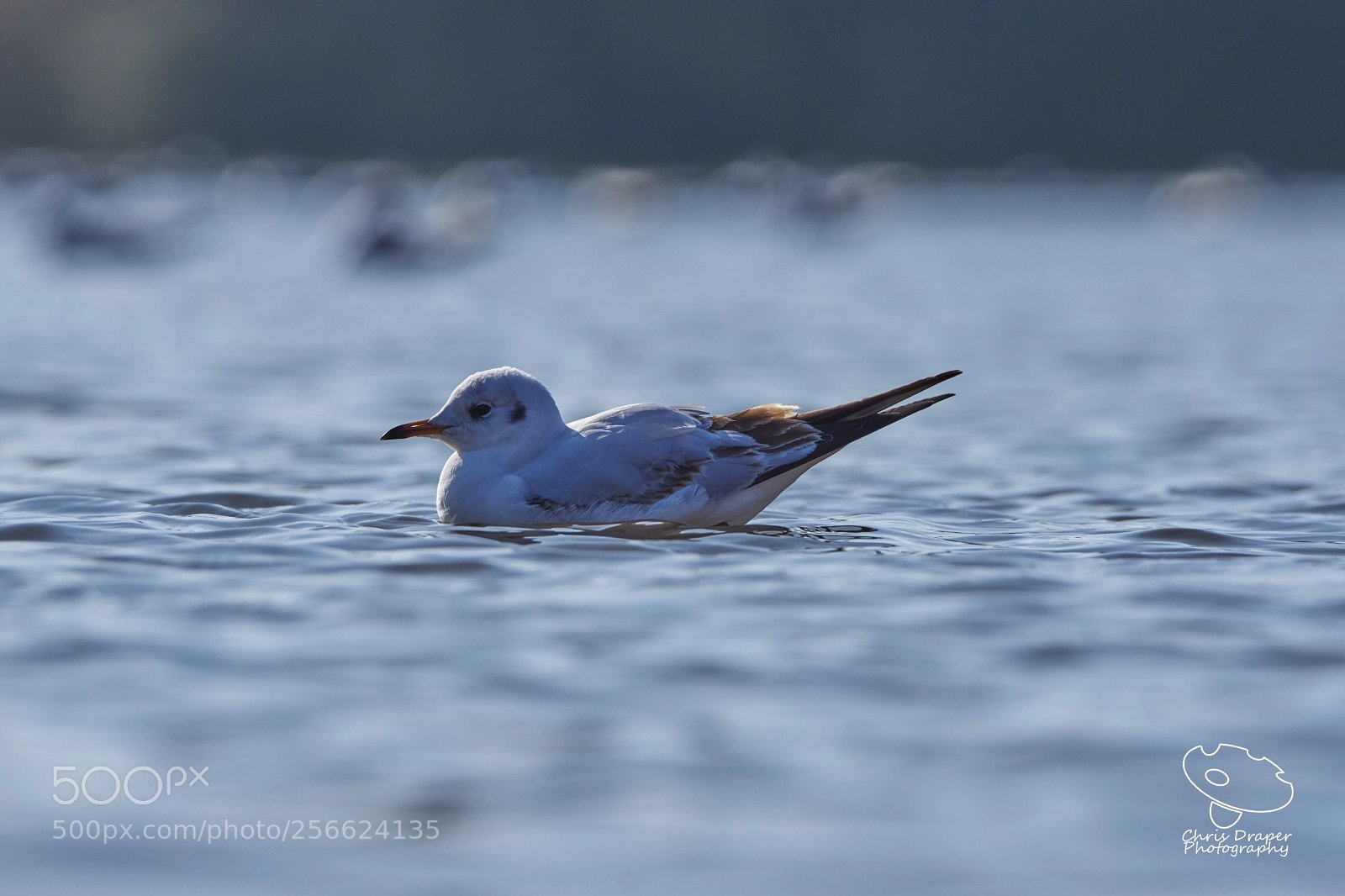 Sony ILCA-77M2 sample photo. Gull on the lake photography