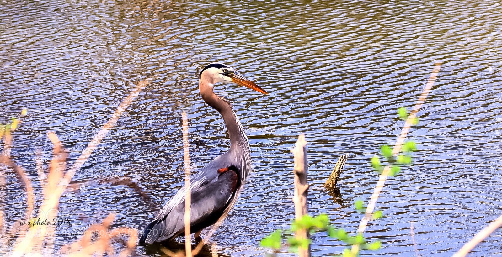 Canon EOS 7D Mark II sample photo. Fishing photography