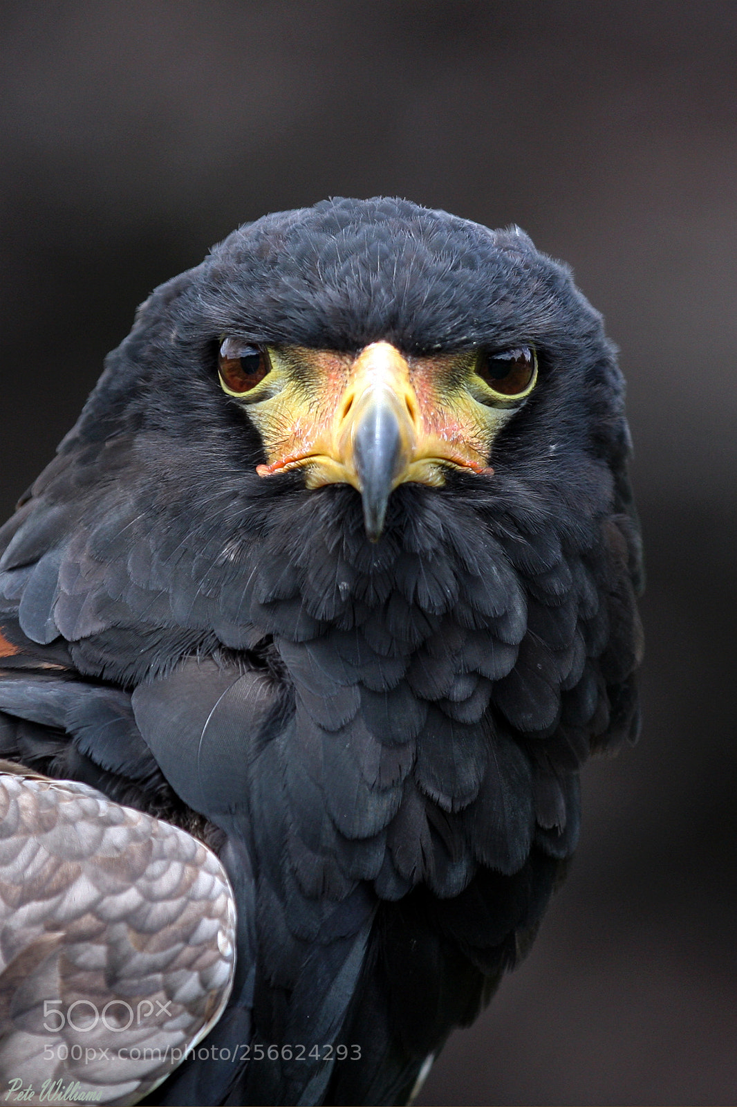 Canon EOS 40D sample photo. Bateleur photography