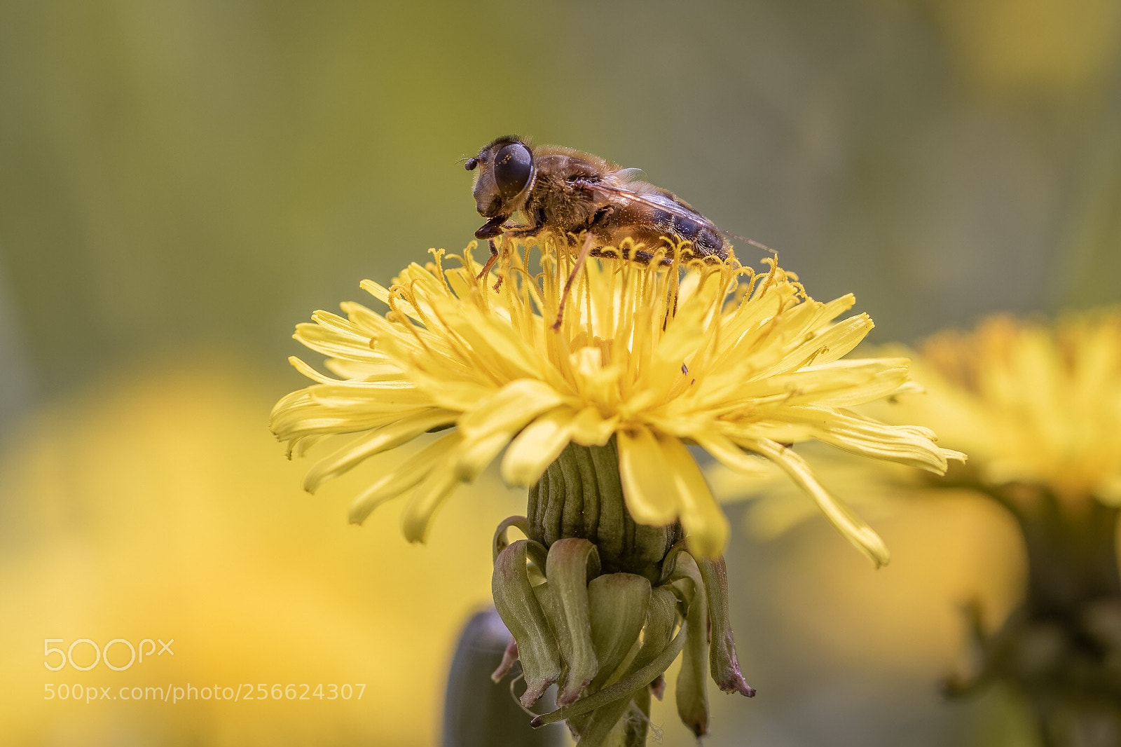 Canon EOS 7D Mark II sample photo. Fly photography