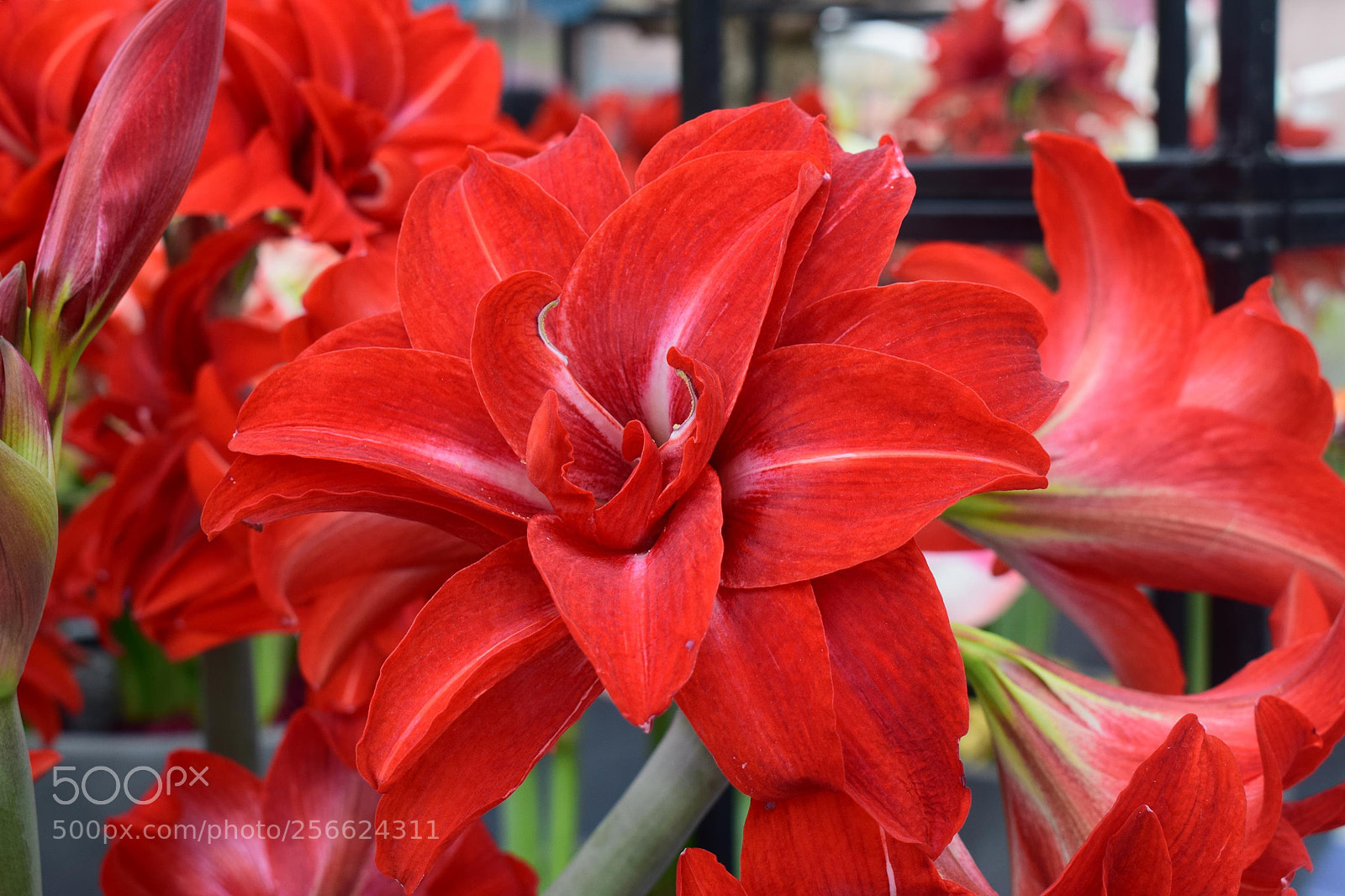Nikon D5300 sample photo. Keukenhof photography