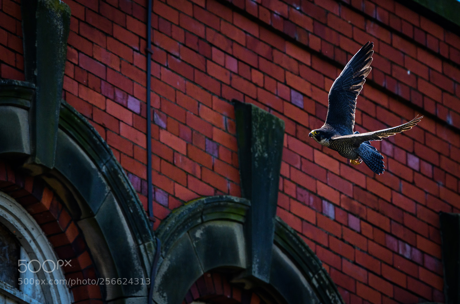 Nikon D850 sample photo. Peregrine falcon flying photography