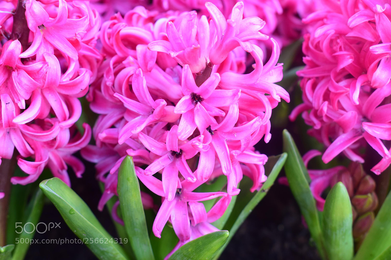 Nikon D5300 sample photo. Keukenhof photography