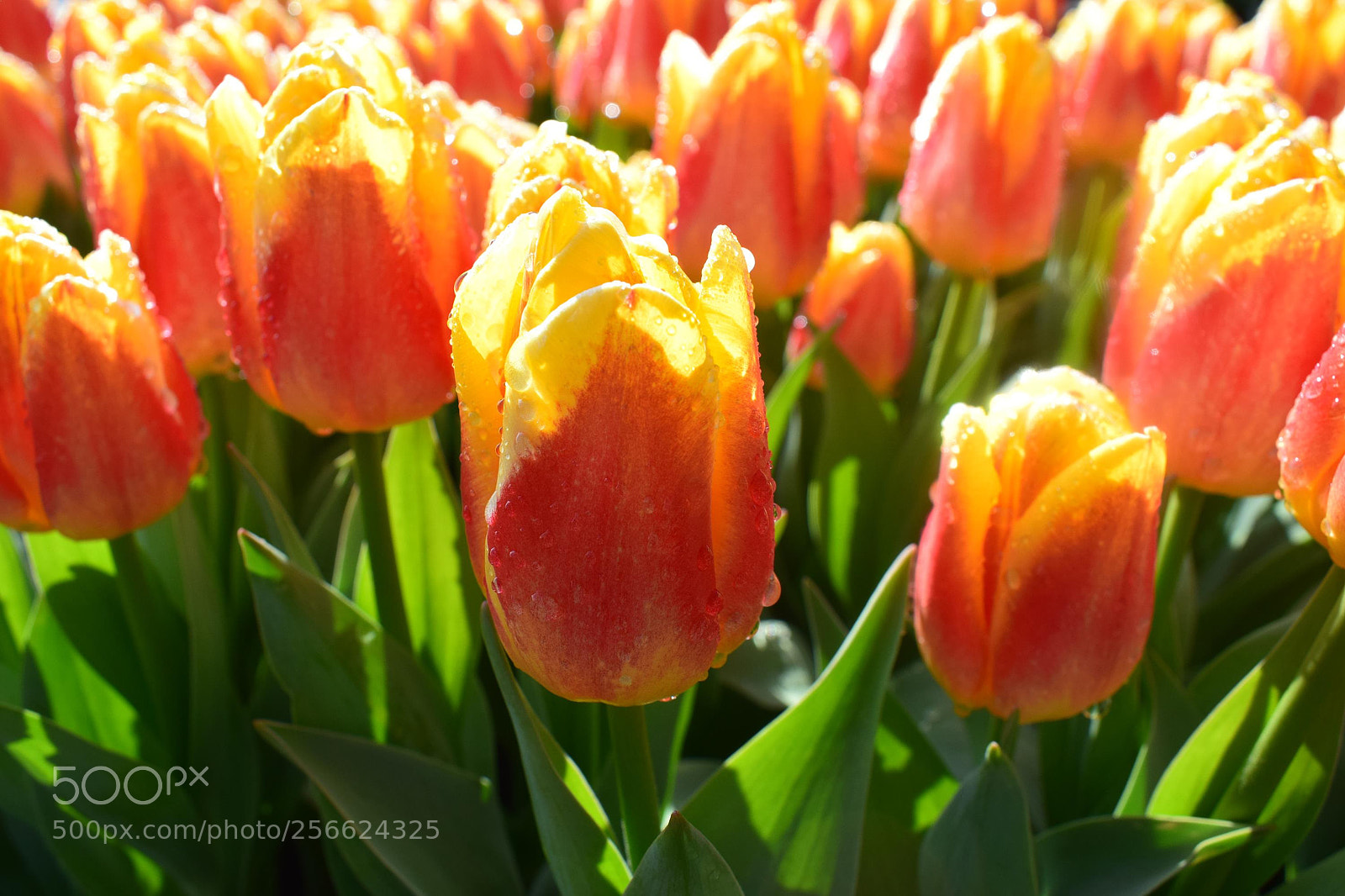 Nikon D5300 sample photo. Keukenhof photography