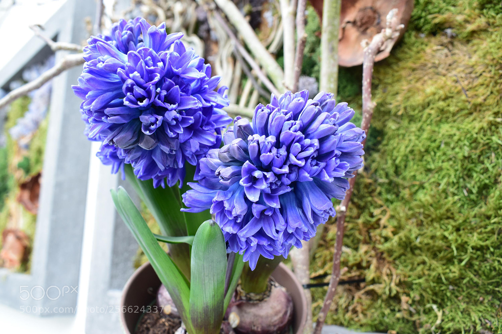 Nikon D5300 sample photo. Keukenhof photography