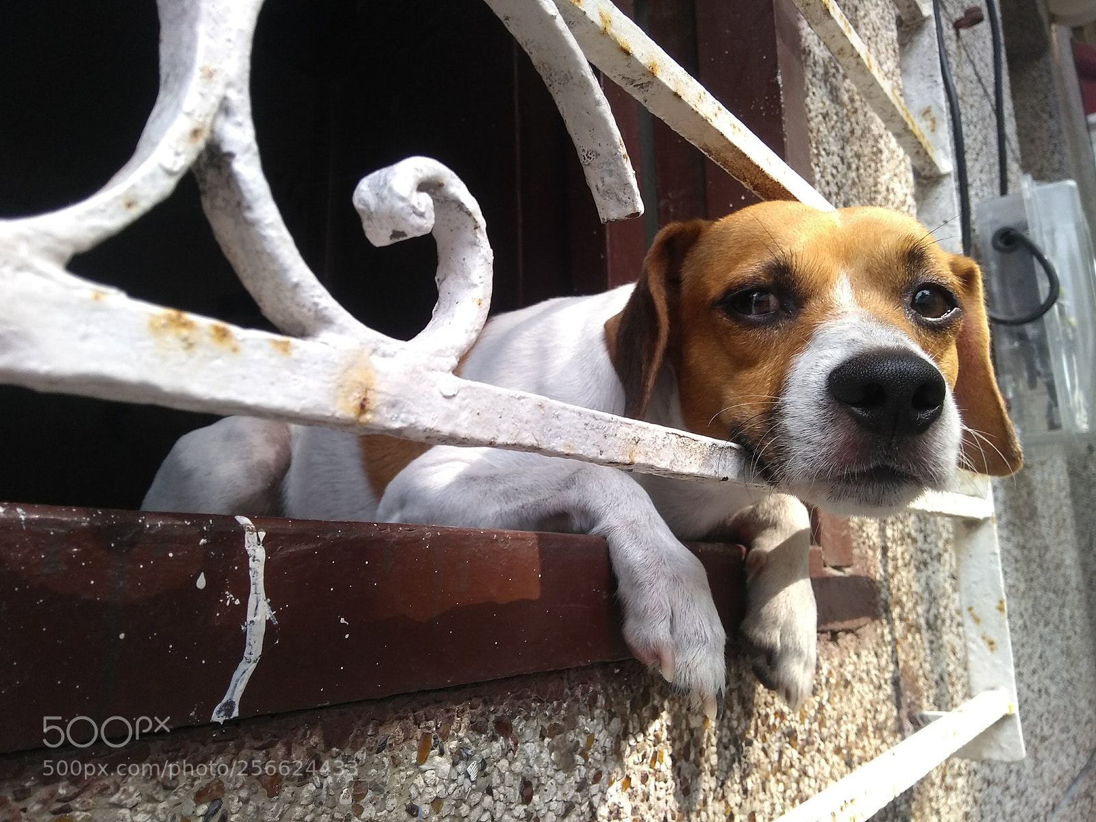 Motorola Moto G (5S) Plus sample photo. Puppy in the window photography