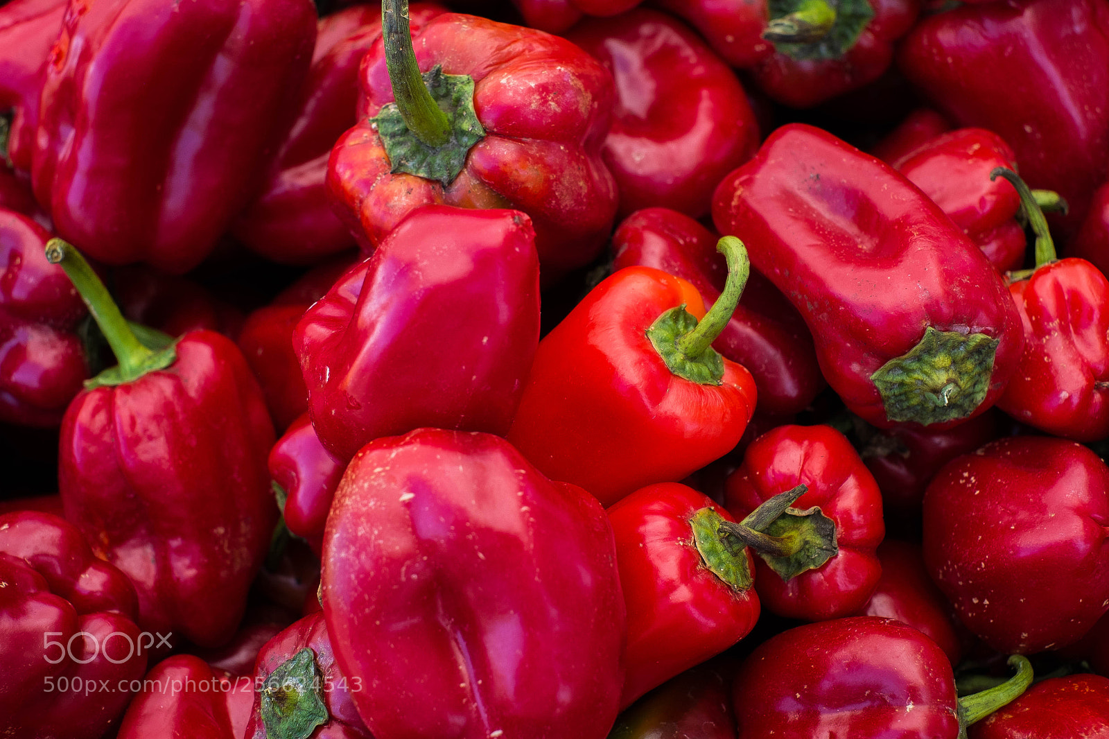 Fujifilm X-Pro1 sample photo. First red peppers photography