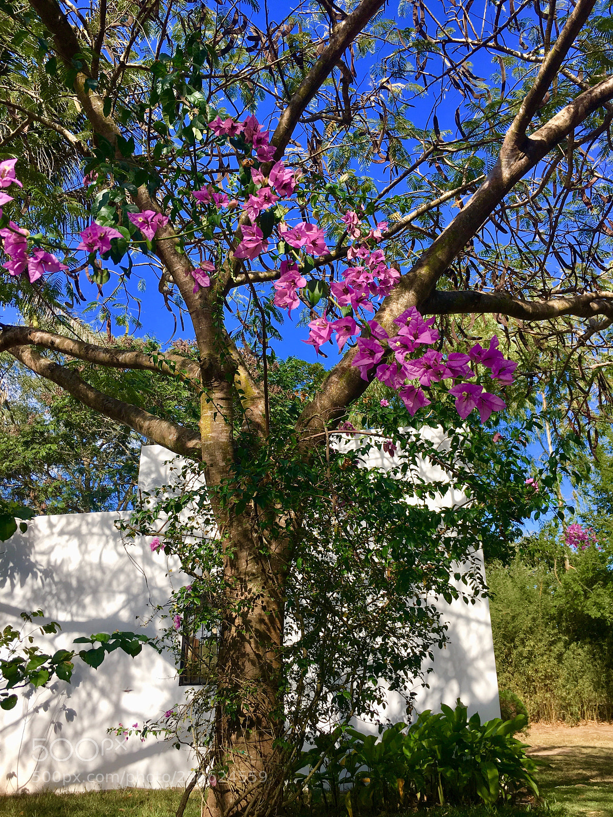 Apple iPhone 6s sample photo. Untitled photography