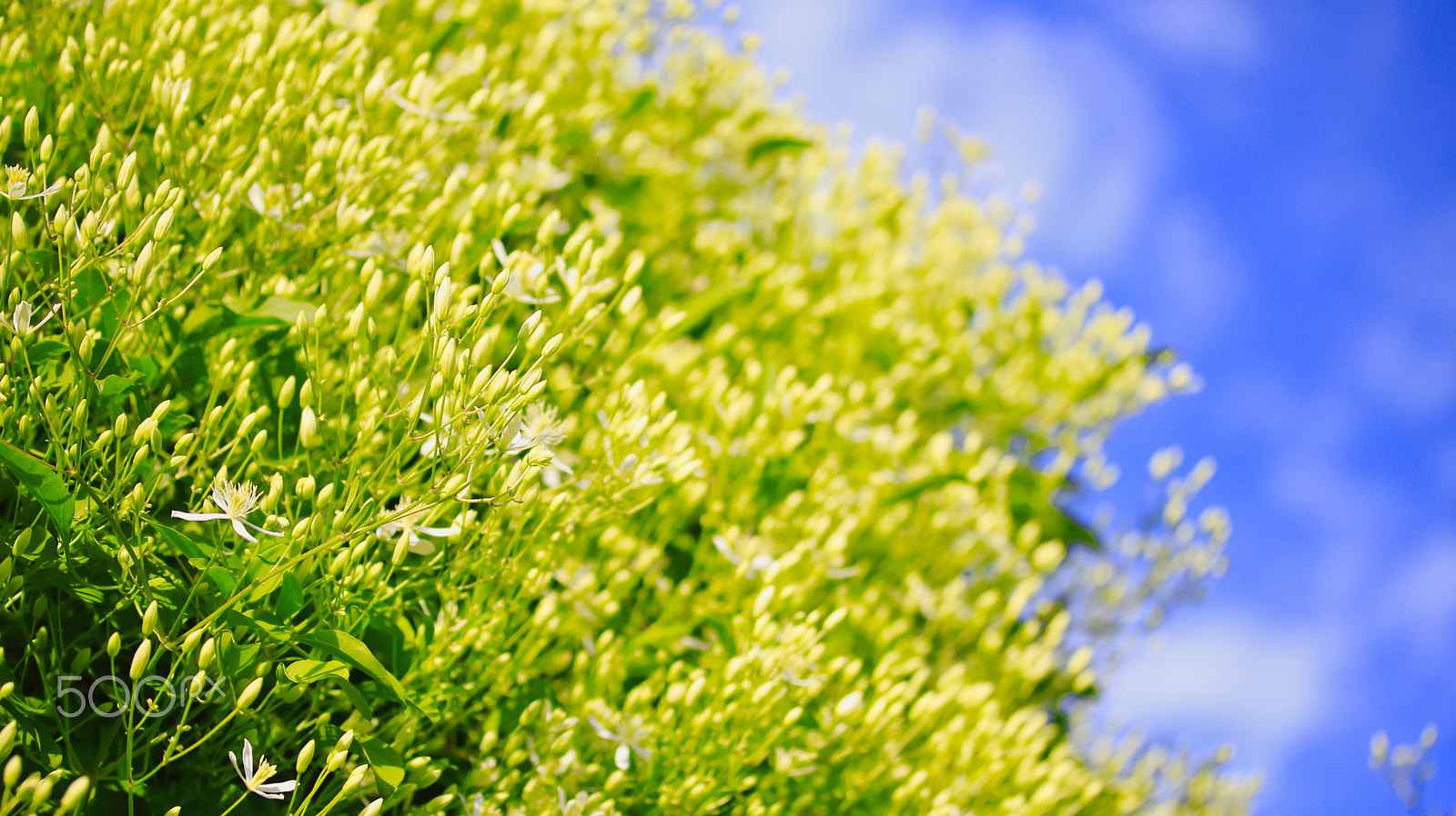 Canon EF-S 60mm F2.8 Macro USM sample photo. Rise of jasmine photography