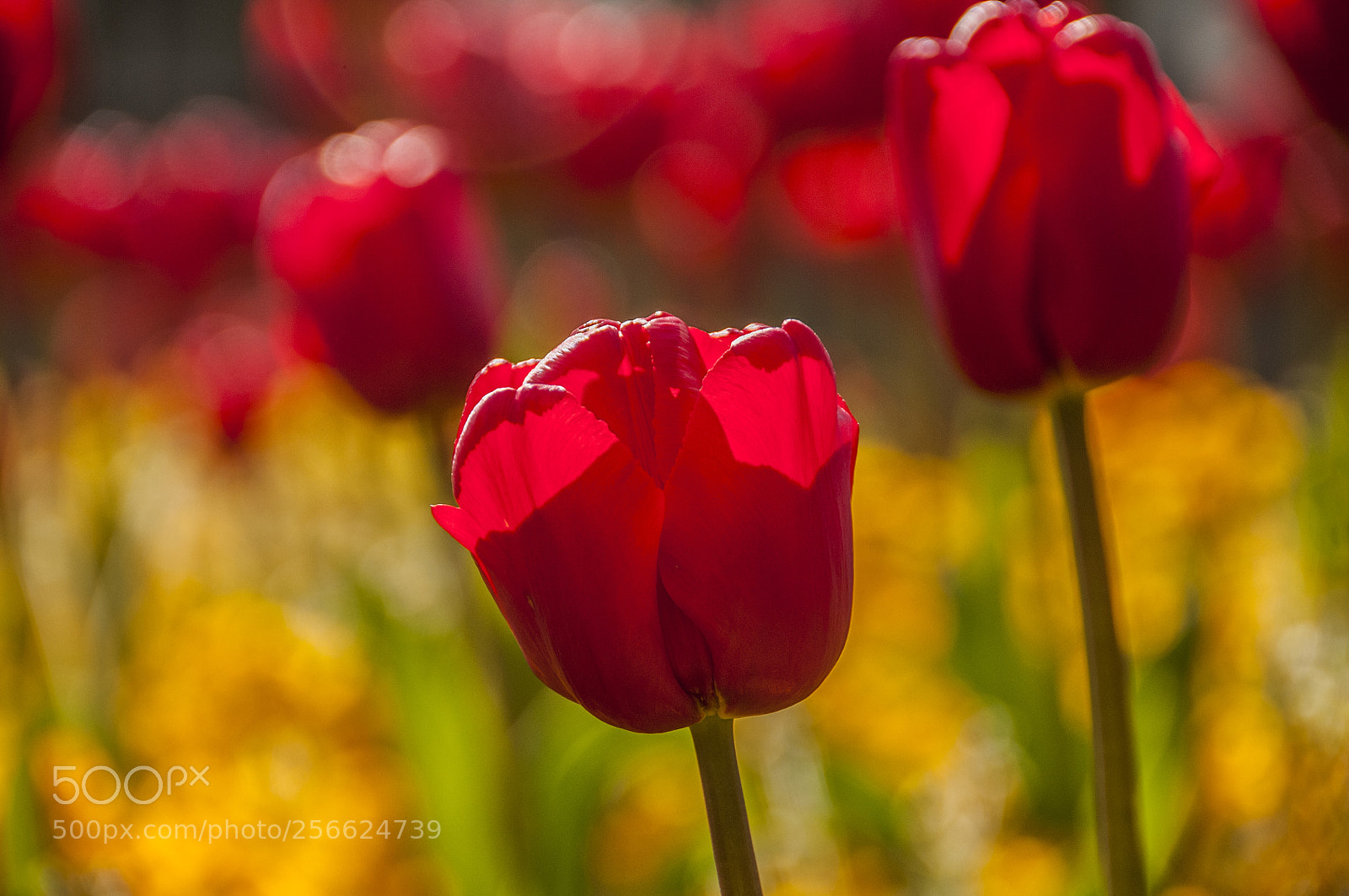 Nikon D300S sample photo. Tulip photography