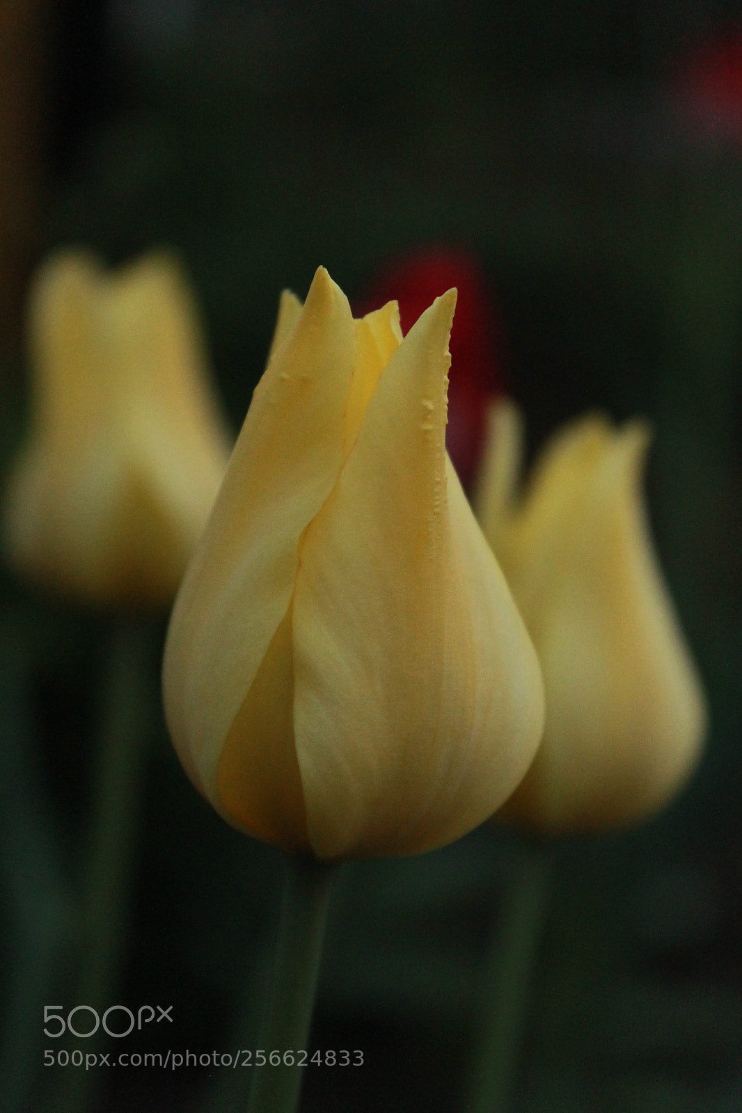 Canon EOS 1100D (EOS Rebel T3 / EOS Kiss X50) sample photo. Gold flowers! photography