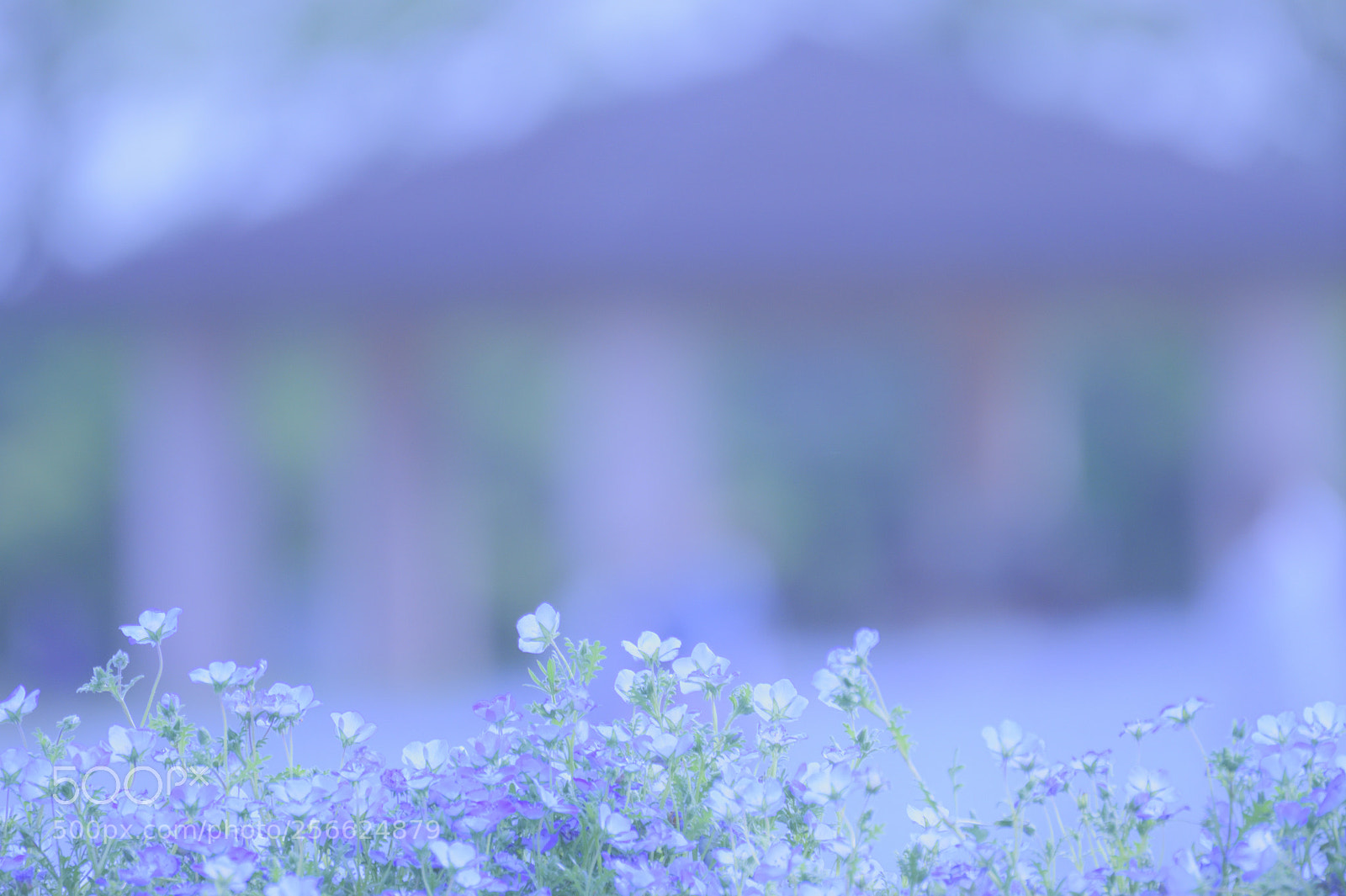 Nikon D850 sample photo. Untitled photography
