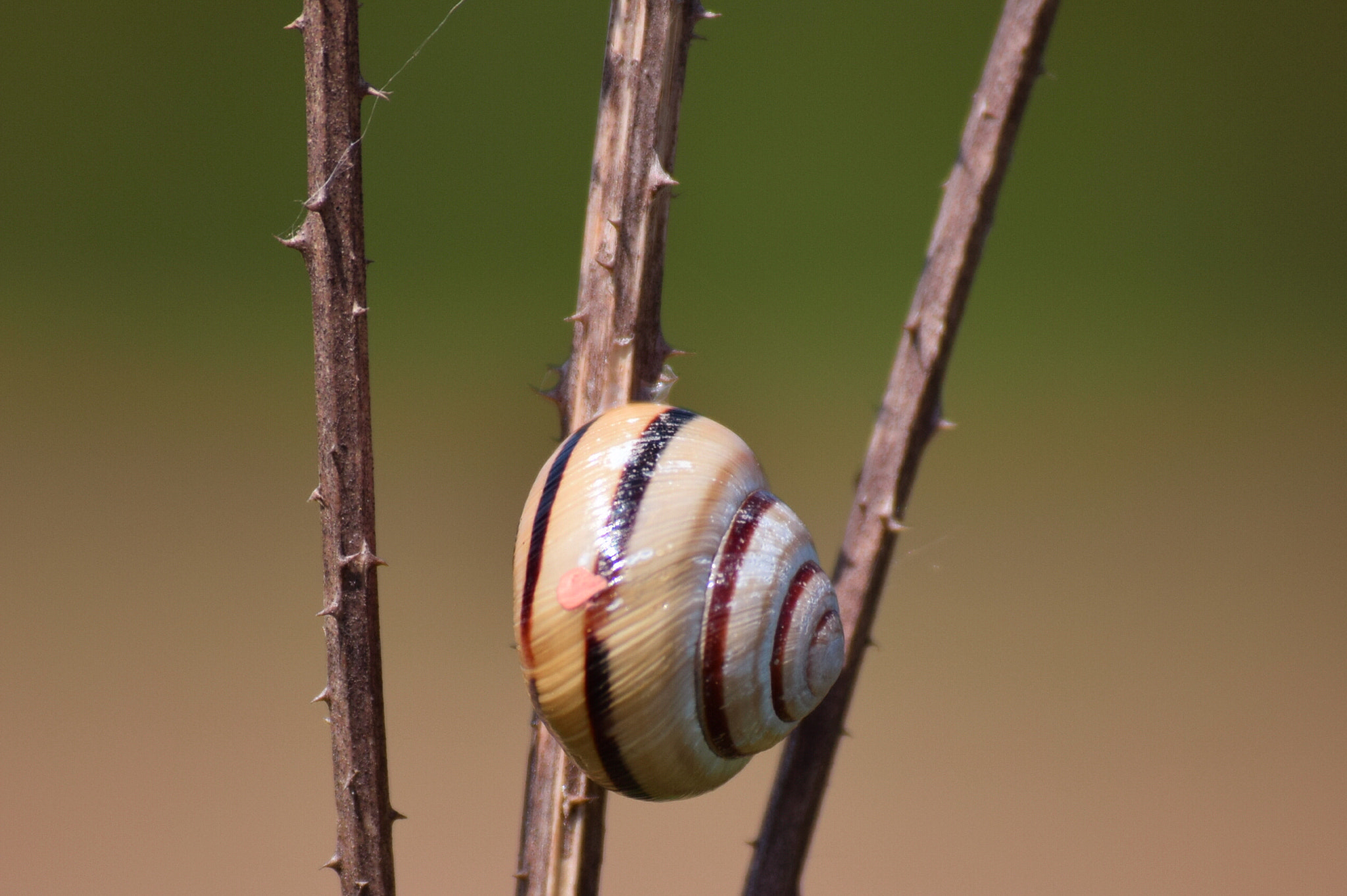 Nikon D3300 sample photo. Čardak photography