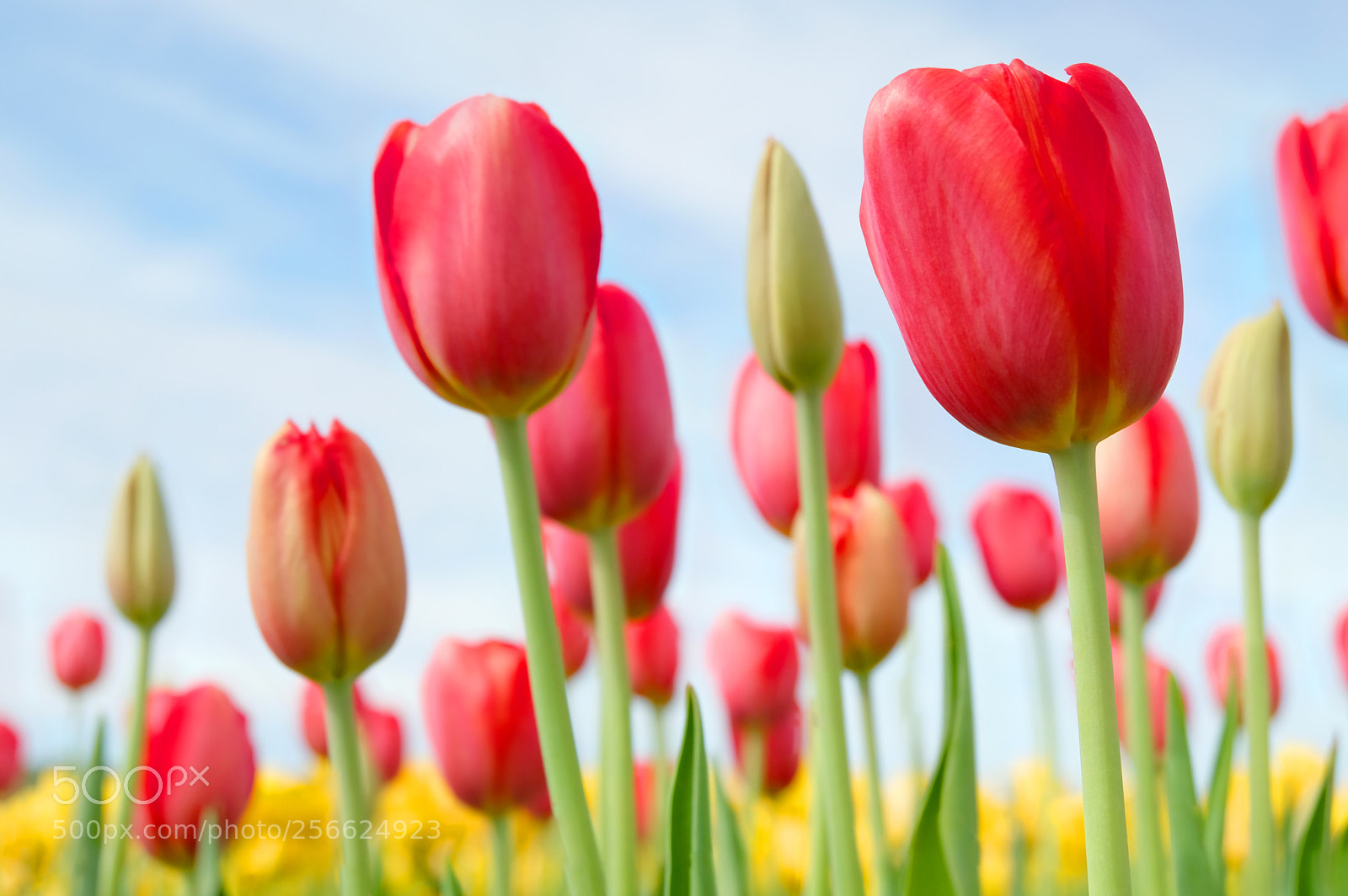 Fujifilm X-T20 sample photo. Spring tulip photography