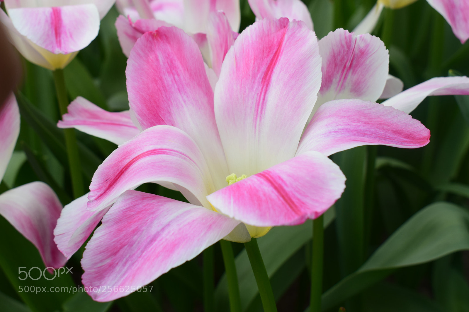 Nikon D5300 sample photo. Keukenhof photography