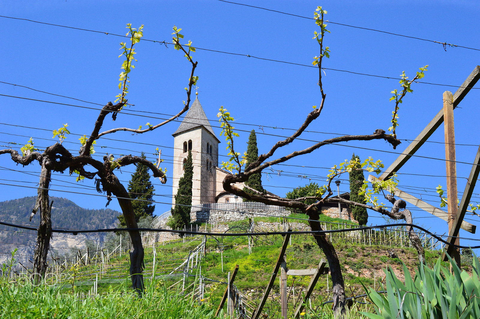 Nikon D3200 sample photo. Tramin photography