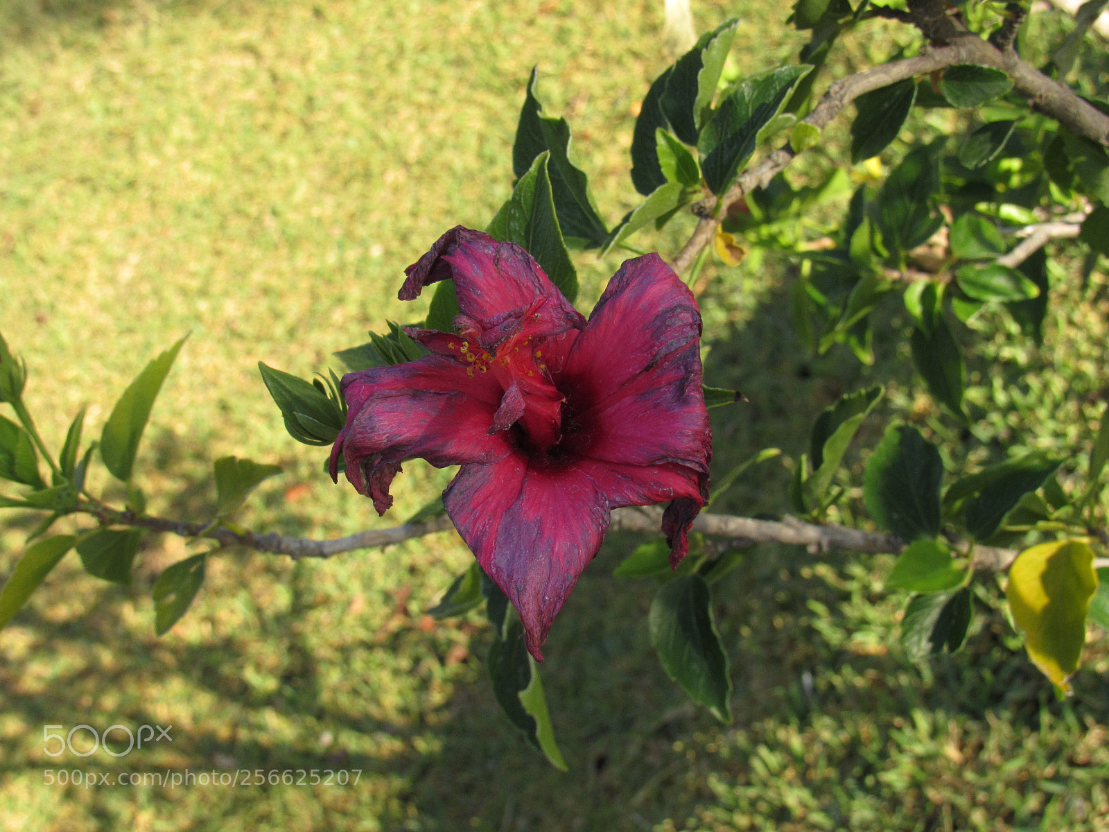Canon PowerShot SX530 HS sample photo. Sobreviviendo photography