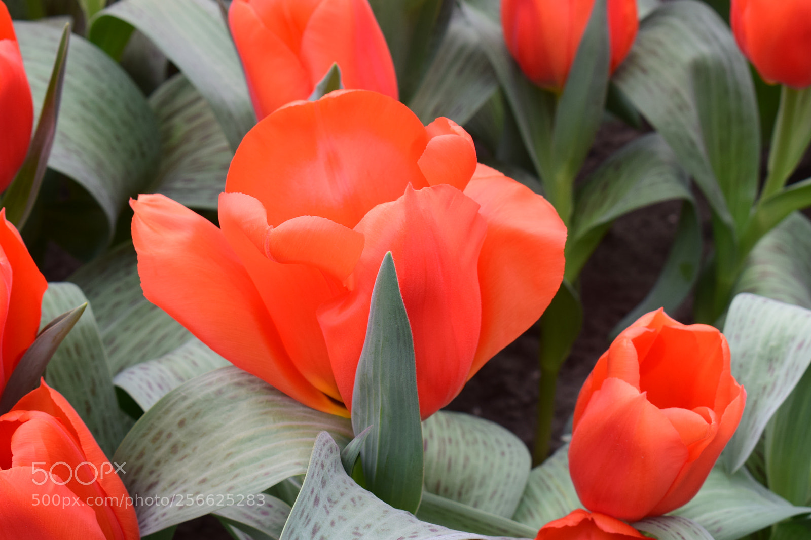 Nikon D5300 sample photo. Keukenhof photography