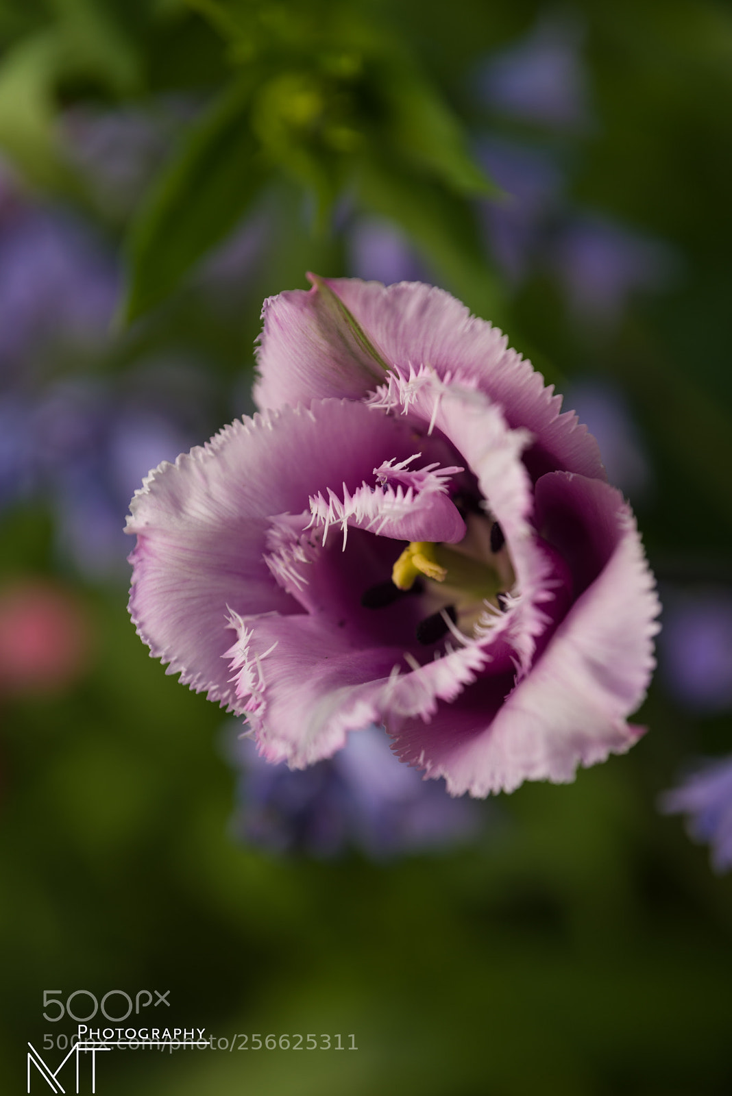 Nikon D750 sample photo. Claude money's garden, giverny photography