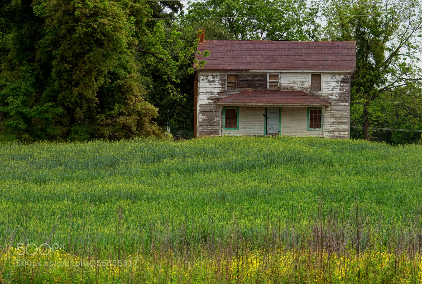 Olympus OM-D E-M1 sample photo. Years gone by photography