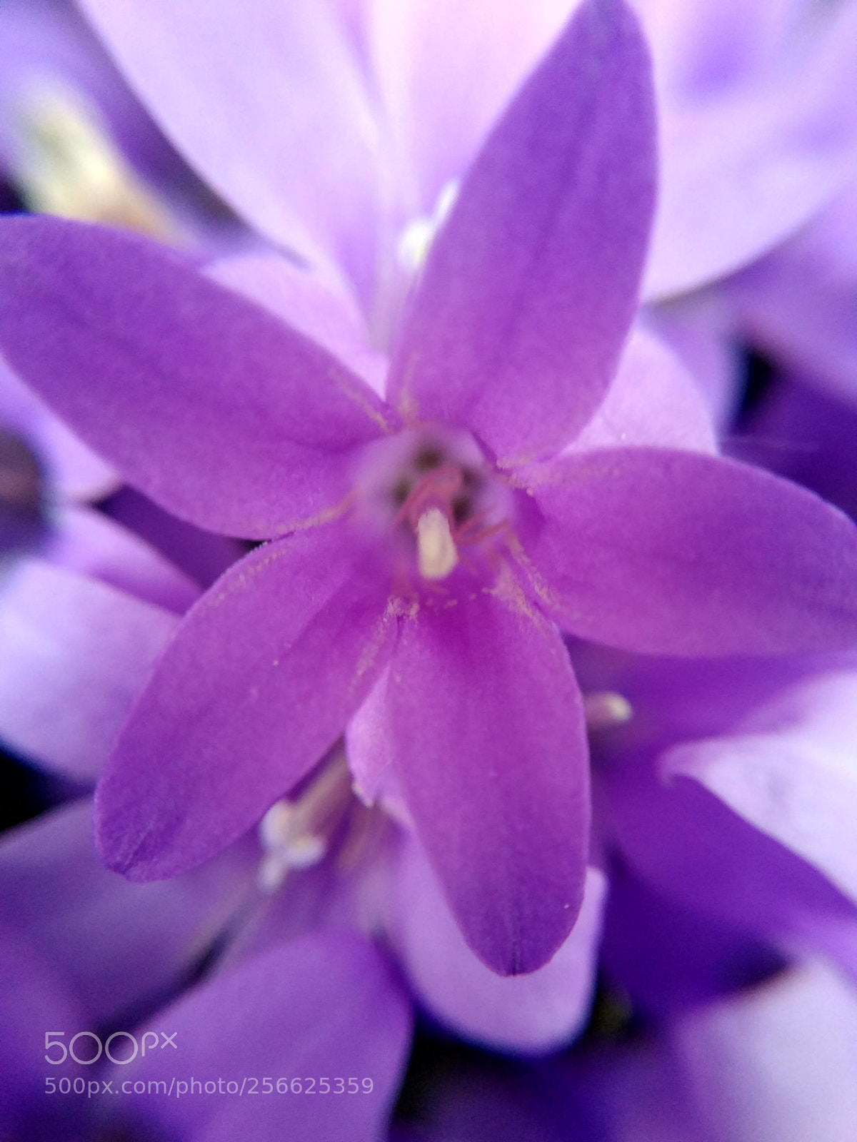Xiaomi Redmi 4 Pro sample photo. Lil flower photography