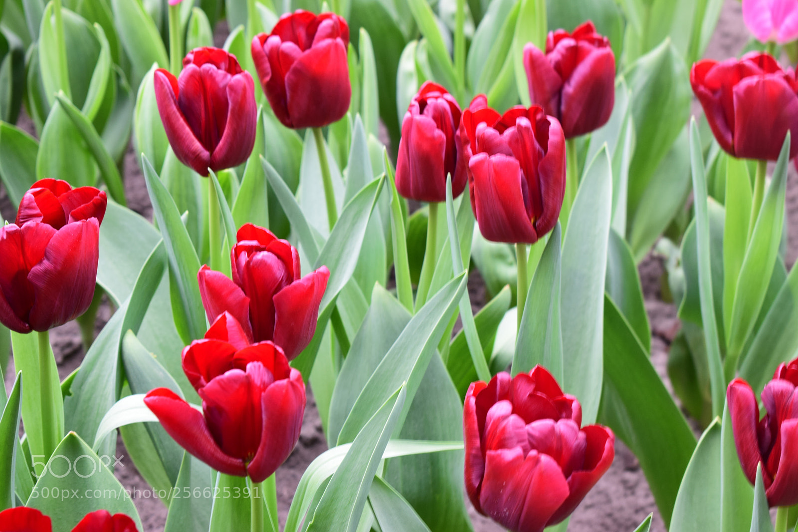 Nikon D5300 sample photo. Keukenhof photography