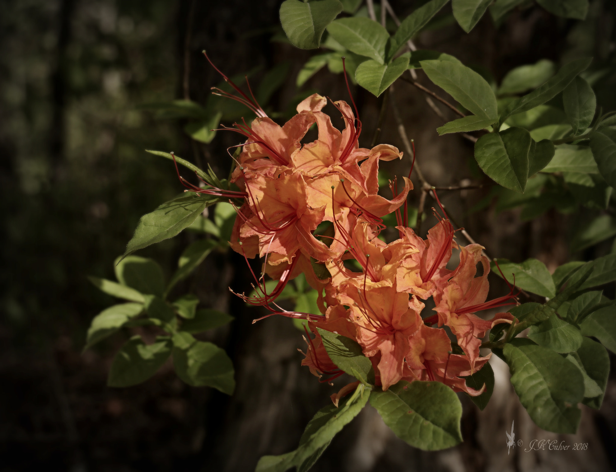 Canon EOS 77D (EOS 9000D / EOS 770D) sample photo. Spek's orange photography