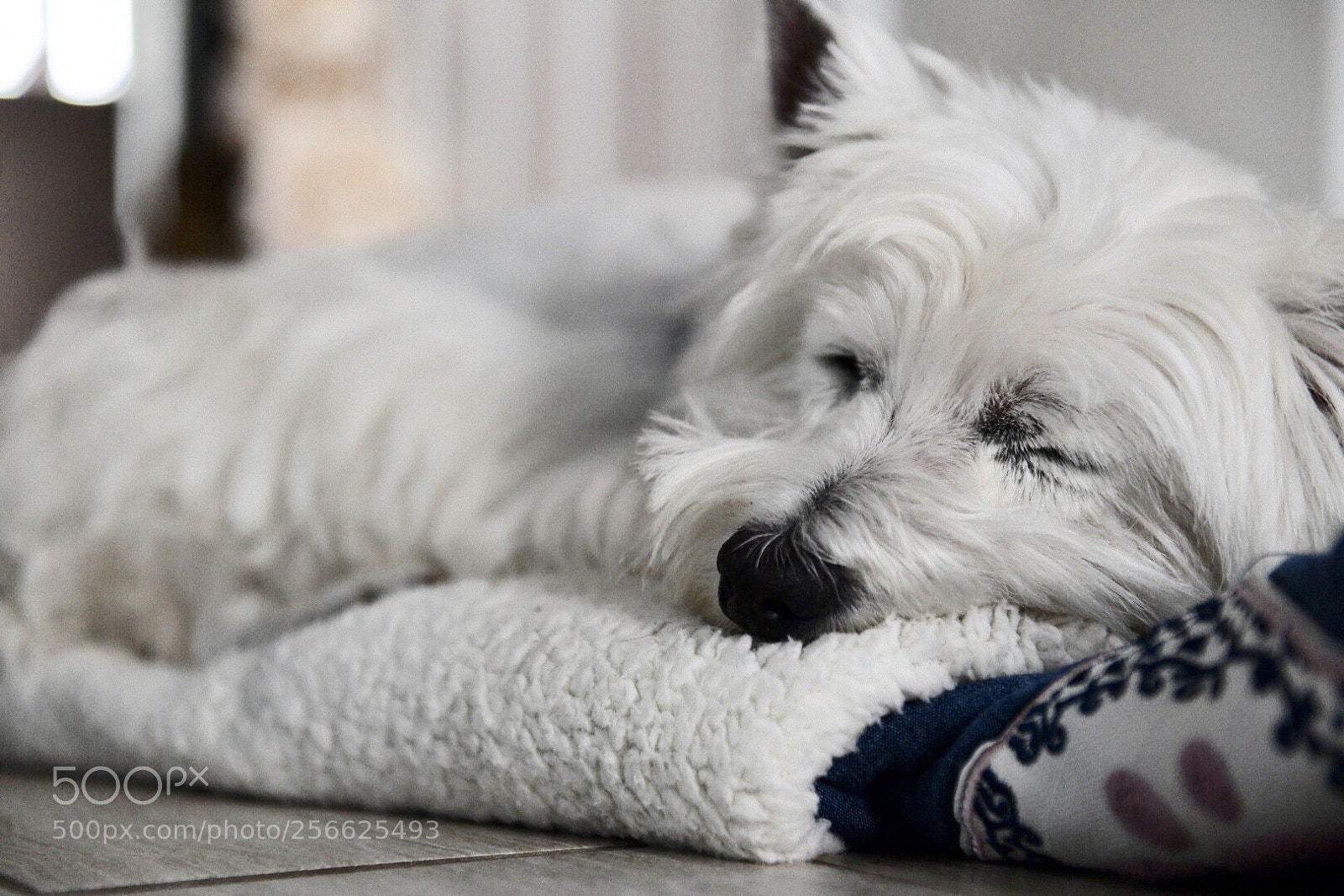 Nikon D850 sample photo. Sleeping photography