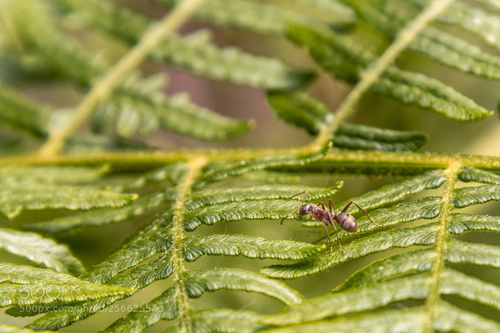 Nikon D7200 sample photo. Lonely ant discovering the photography