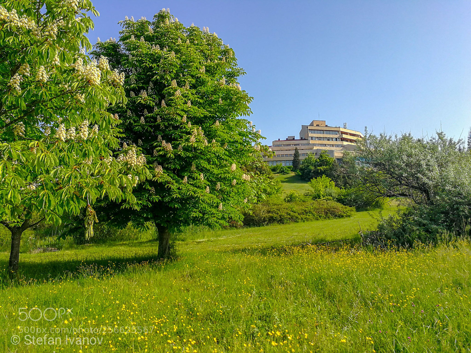 HUAWEI Mate 9 sample photo. The gardens of the photography