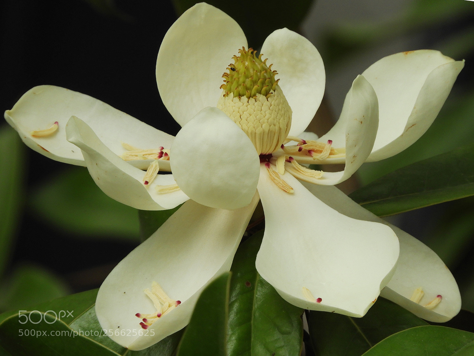 Nikon Coolpix B700 sample photo. Magnolia flower photography
