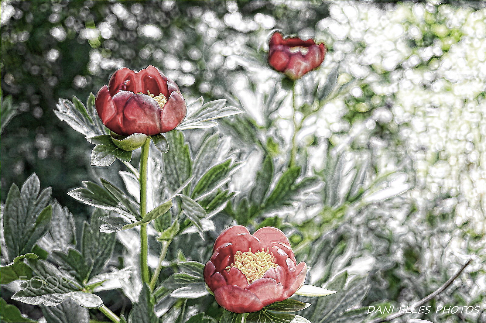 Sony Alpha NEX-3N sample photo. Forest peonies  .jpg photography