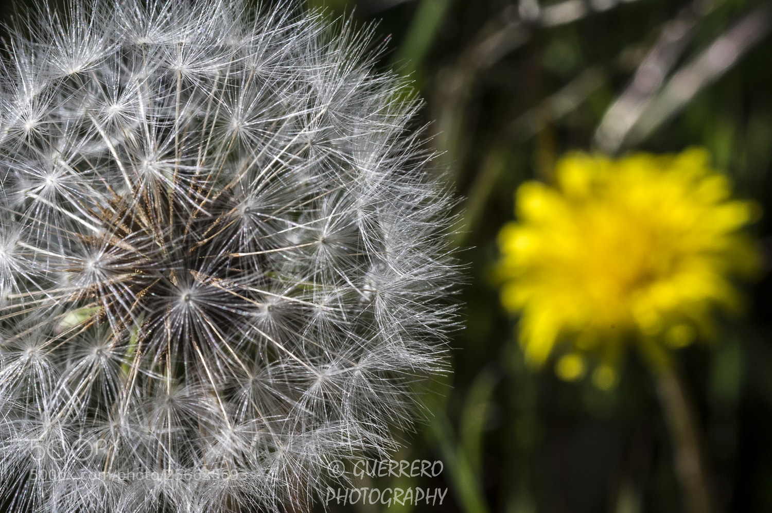 Pentax K-3 II sample photo. Diente de leon photography
