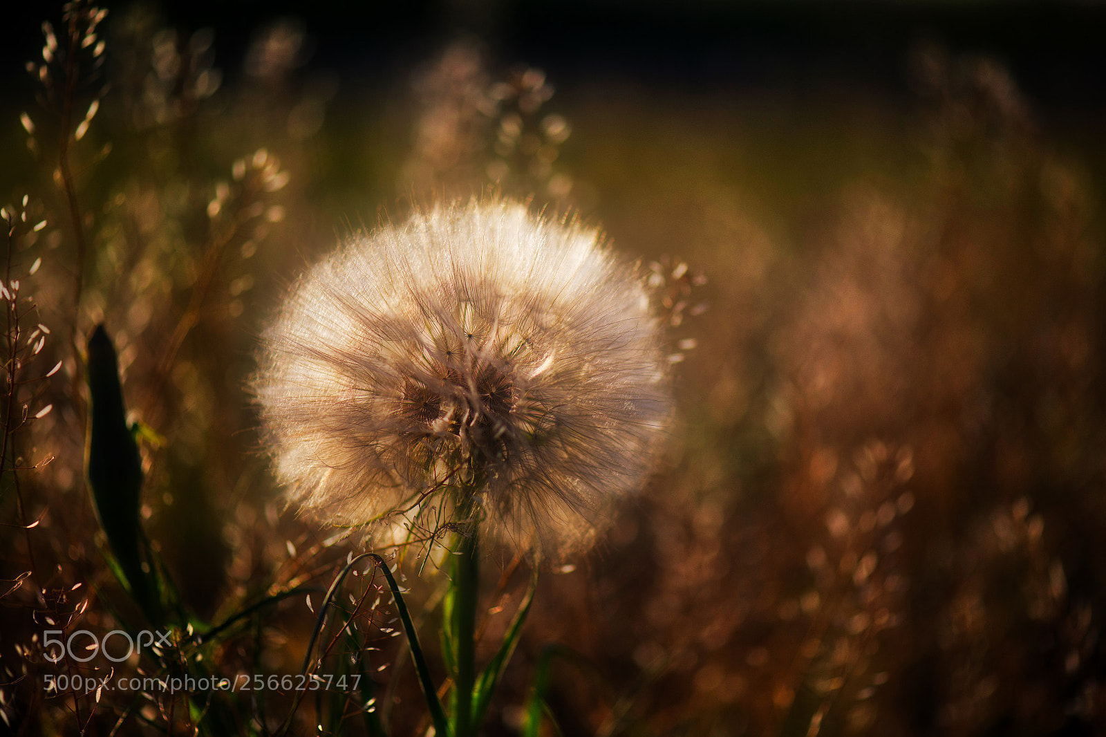 Nikon D850 sample photo. Taraxacum photography