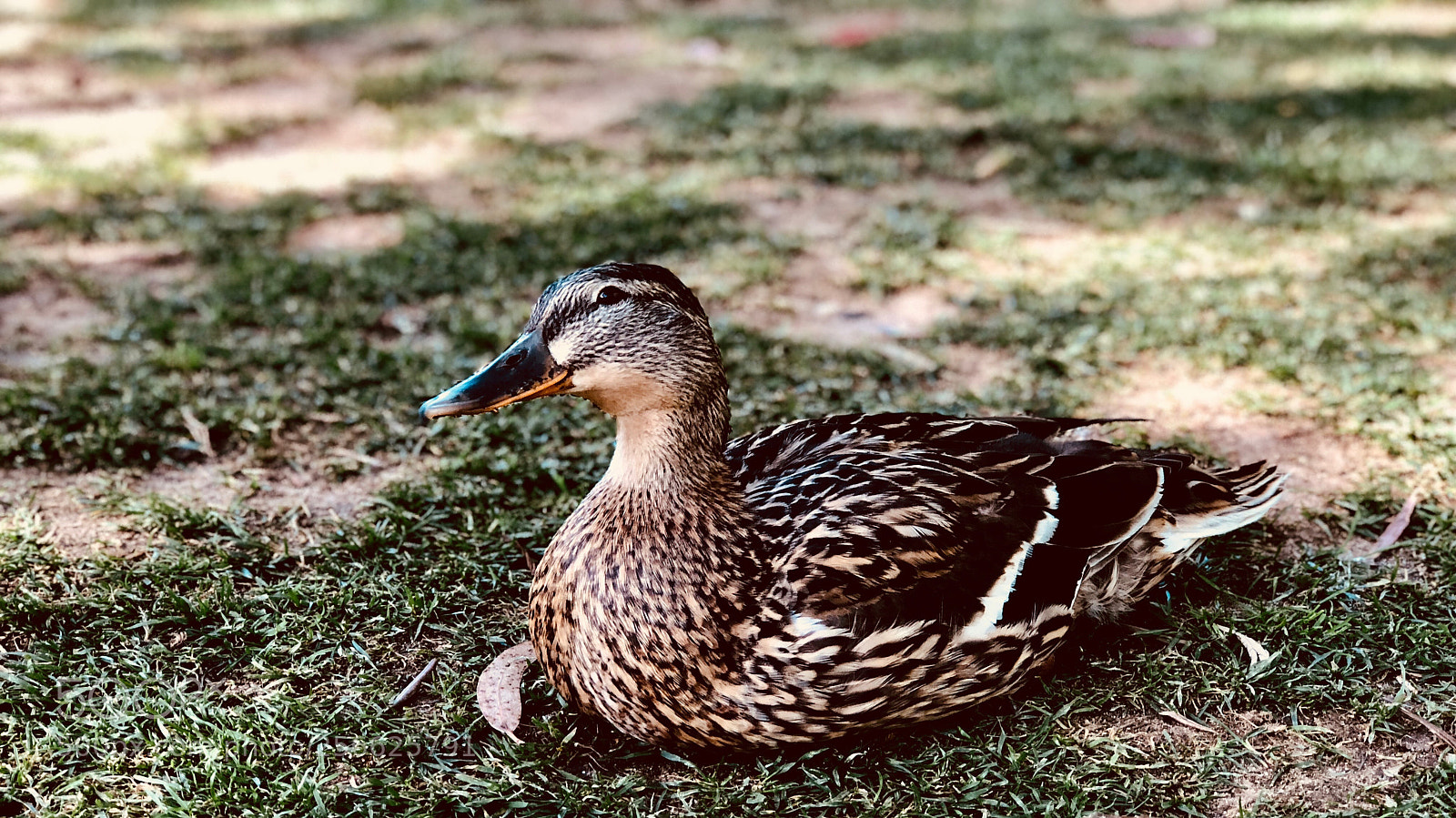 Apple iPhone 8 Plus sample photo. Untitled photography