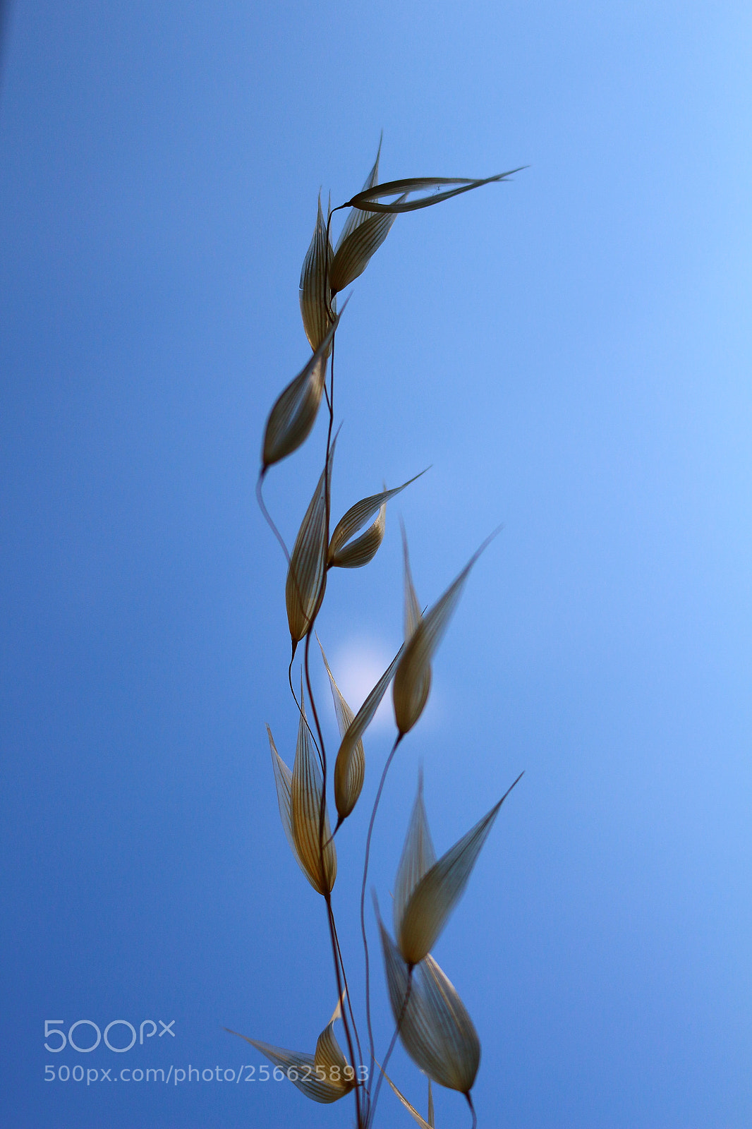 Canon EOS 700D (EOS Rebel T5i / EOS Kiss X7i) sample photo. Pure photography