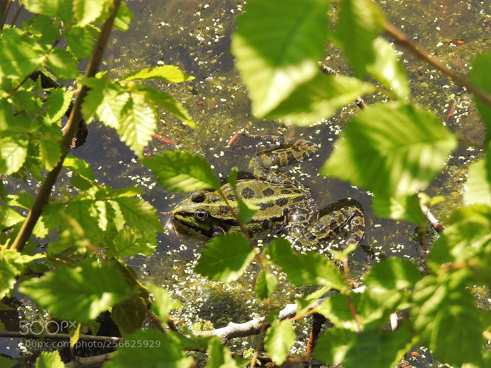 Nikon Coolpix P900 sample photo. Find the frog photography