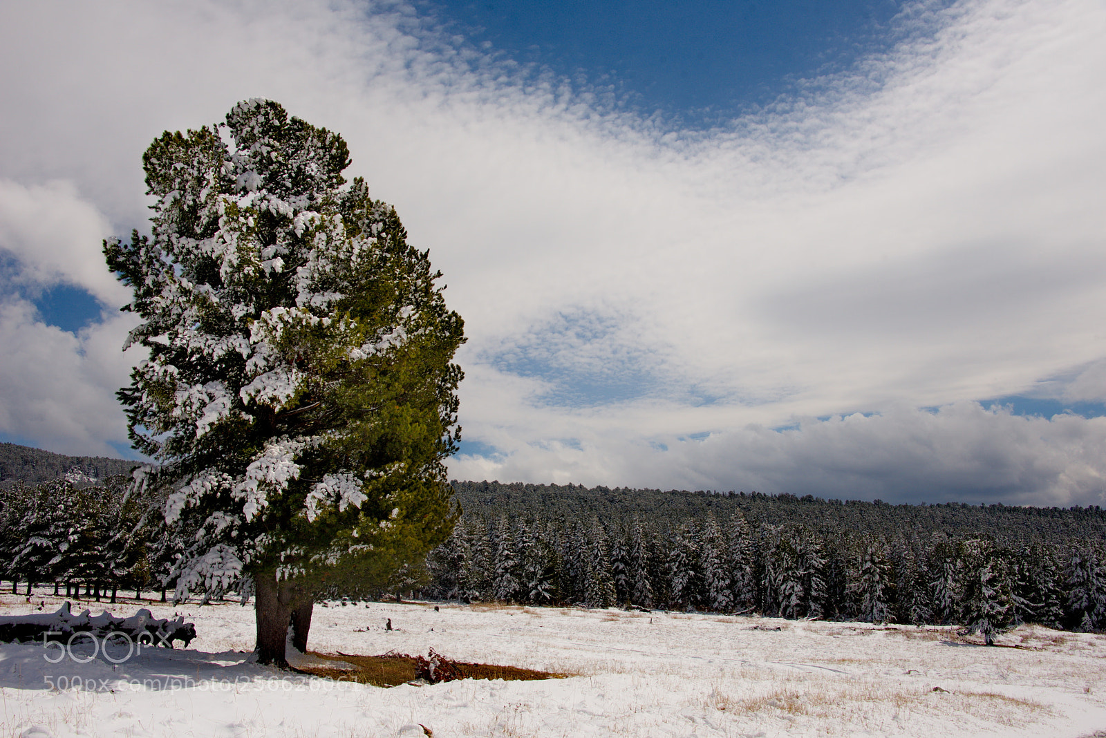 Nikon D750 sample photo. Russia. mountain altai. late photography