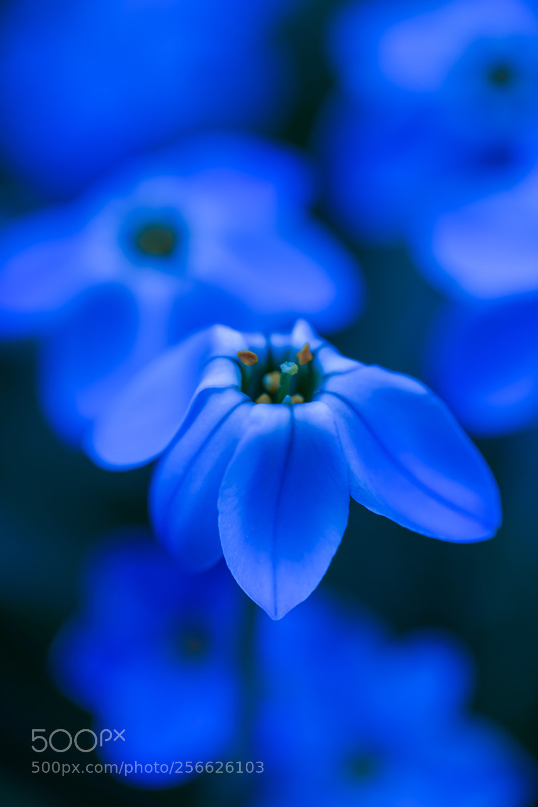 Sony a7 II sample photo. Spring star photography